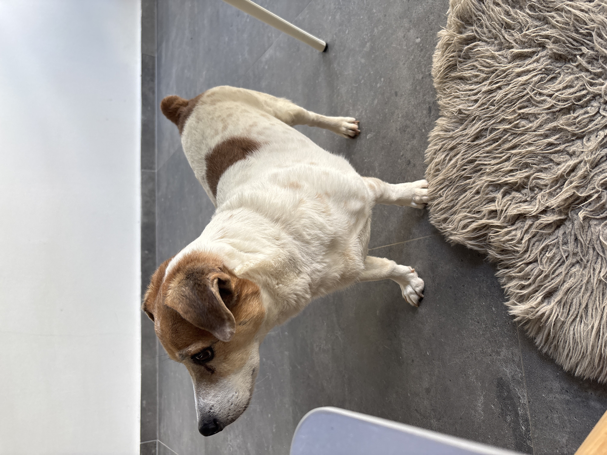 A dog lies on a gray tiled floor in an indoor setting. The dog has a white body with brown patches on its back and head. A light-colored, shaggy rug is located to the right of the dog. Parts of a white chair are visible in the background and foreground. The location is likely indoors and the environment appears clean and modern. The location is NOT in the city of Baan Plai Laem, Thailand. The location is unknown.