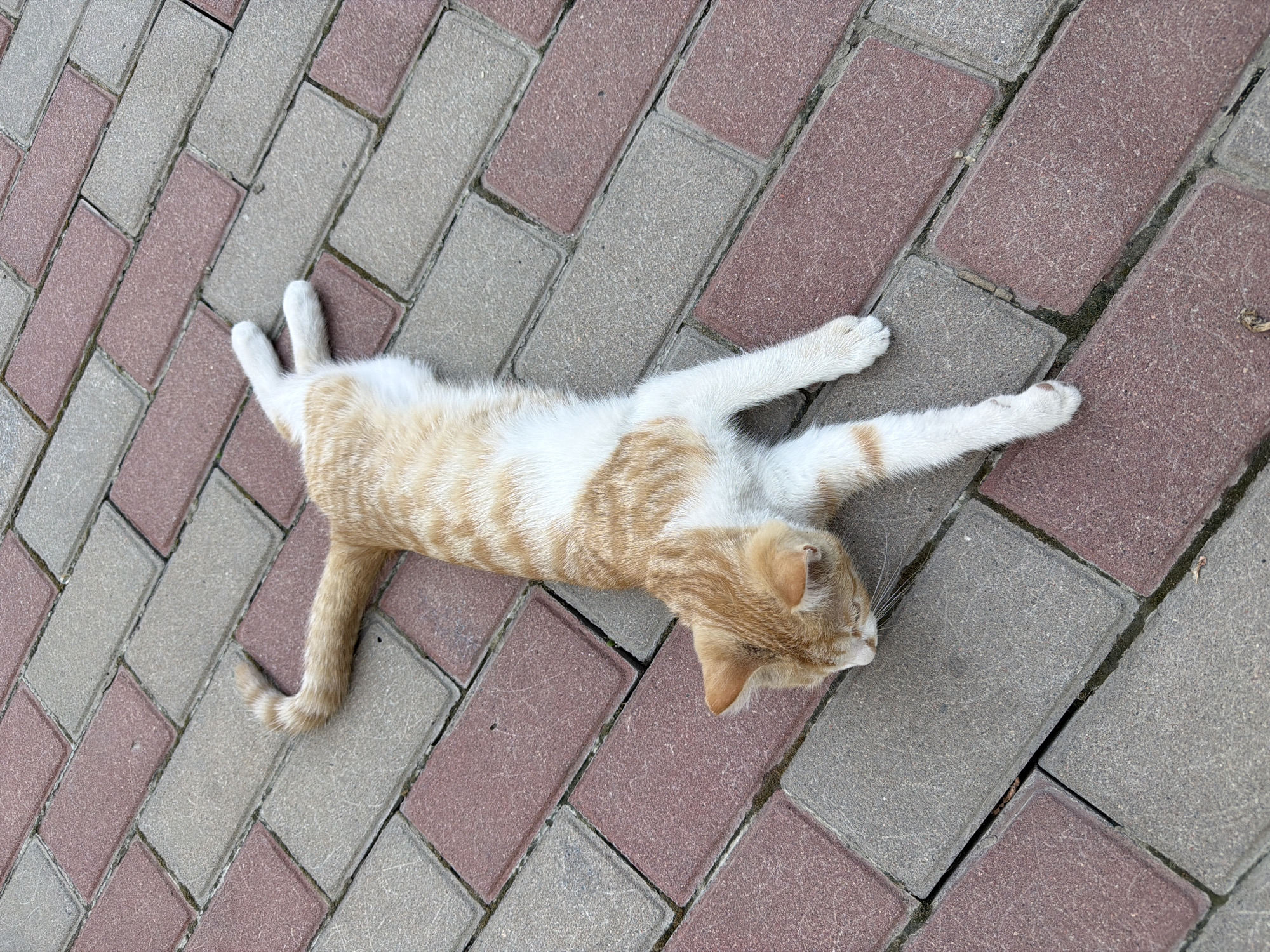 An orange and white cat is lying on its side on a brick pathway. The pathway is made up of rectangular bricks in alternating colors of red and gray, laid in a herringbone pattern. The cat is positioned diagonally across the frame, with its head facing towards the bottom left and its tail extending towards the top left. Its eyes are closed, and its legs are splayed out. The scene appears to be outdoors, possibly in a public space or residential area. There are no people or other animals visible in the image. The overall impression is one of a cat relaxing in the sun. This scene could be located anywhere in the city of Almaty, Kazakhstan, as such brick pathways are common in many urban environments.