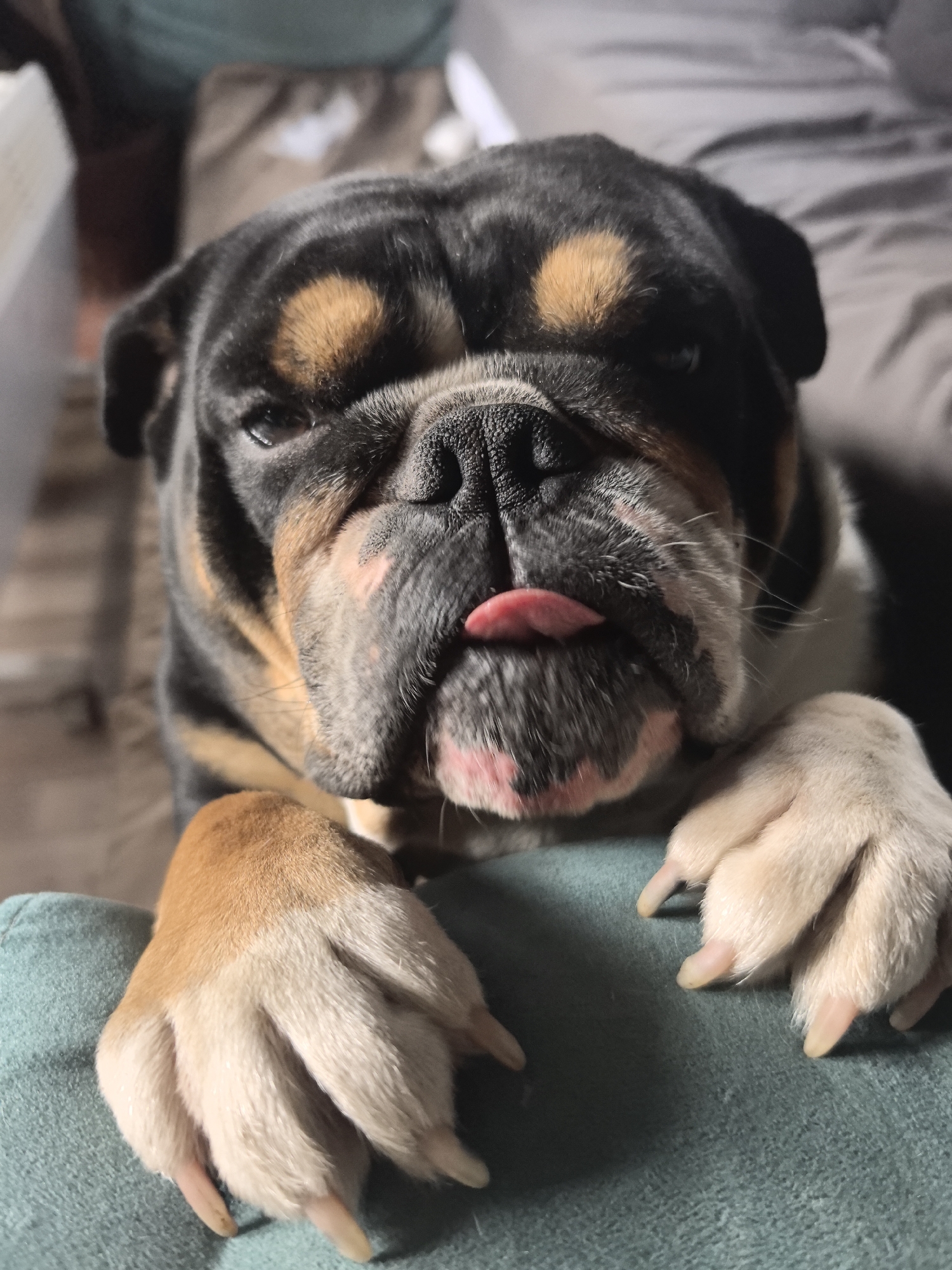A close-up shot of a bulldog is captured at eye level, likely indoors. The dog, with a black and tan coat, rests its front paws on a teal-colored surface, possibly a cushion or piece of furniture. Its tongue is slightly extended, giving a playful expression. The background is soft, featuring neutral tones, suggesting a casual domestic setting. There is no evidence to support a location in Noviy, Russia.