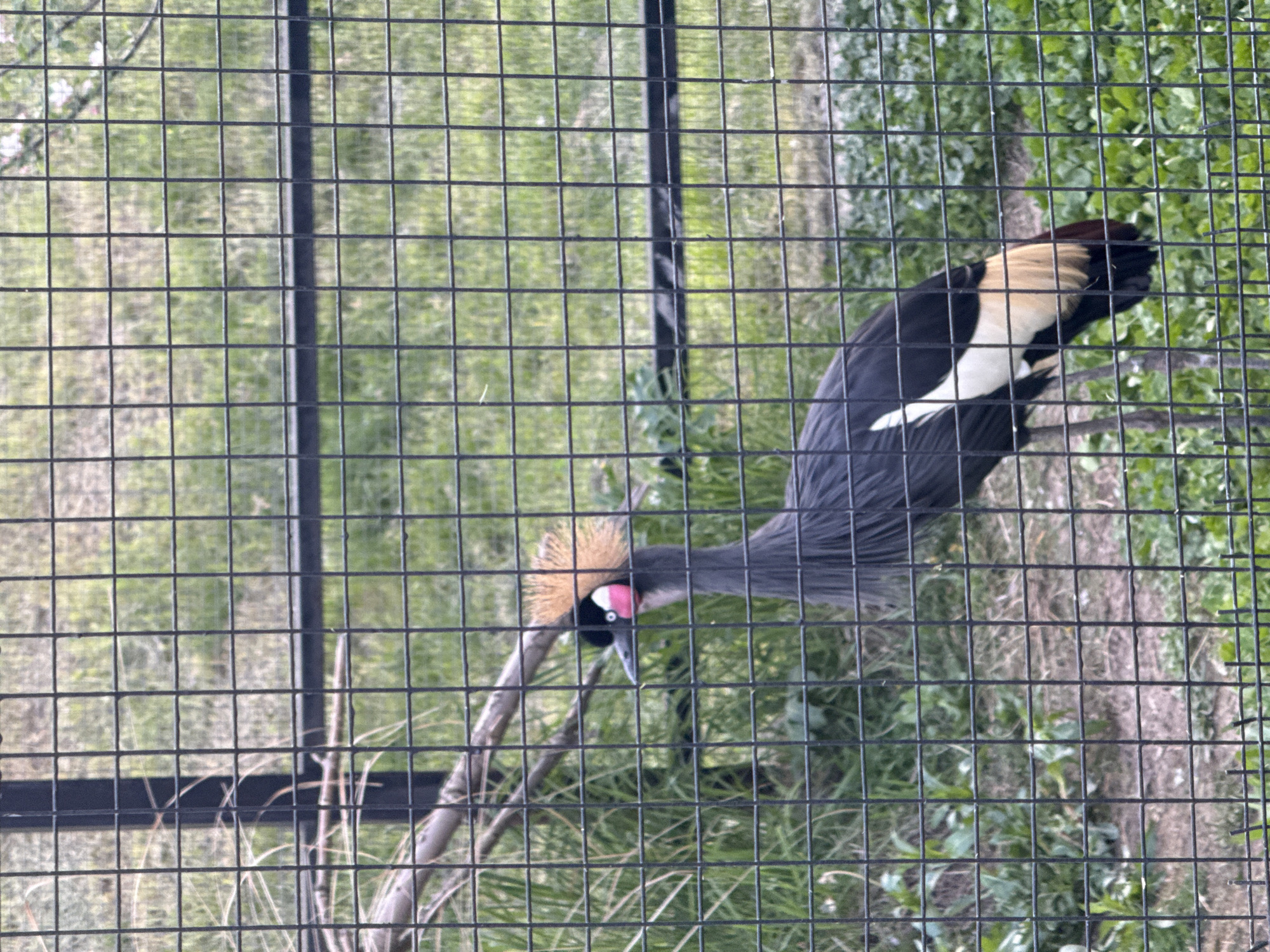 The image depicts a grey crowned crane behind a black wire fence. The crane has a pink and red patch on its face and a tan, feathery crest. Its body is dark grey, and its wing has a white patch. The background consists of green grass, trees, and foliage.