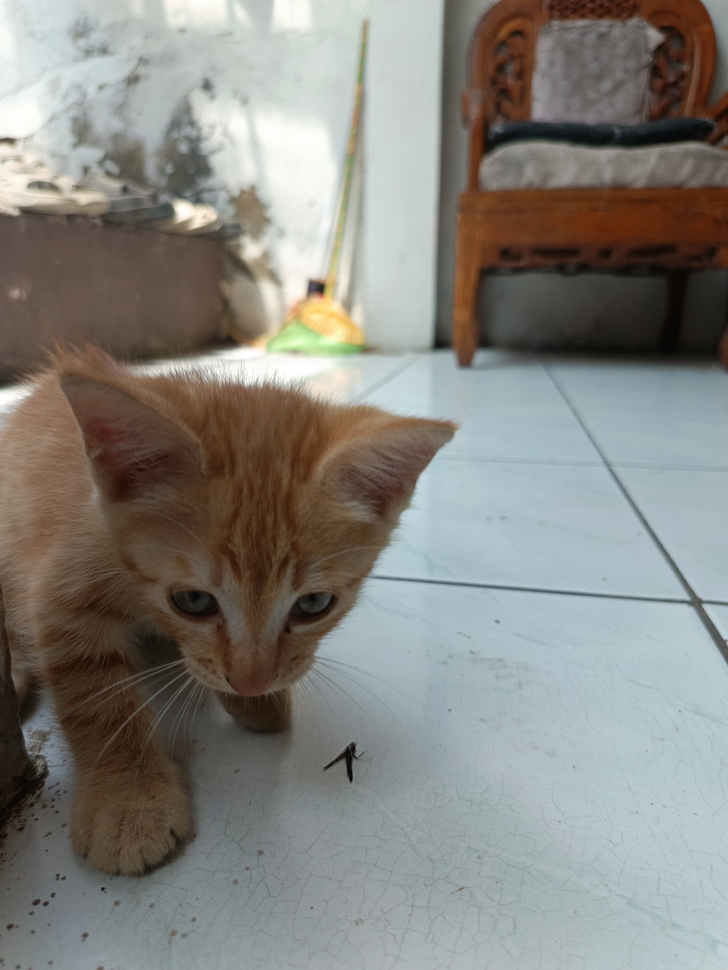 A ginger kitten with blue eyes is crouched on a tiled floor, intently observing a small, dark insect. The kitten's front paws are visible, with the left paw closer to the foreground. The insect is positioned to the right of the kitten's head, slightly ahead of its face. The tiled floor is light blue and appears to have a cracked texture in some areas. In the background, a portion of a wooden chair with cushions is visible to the right. To the left and further back, a wall with peeling paint and some objects that might be shoes or bags are present, along with a broom with a yellow and green brush. The lighting suggests an indoor or semi-outdoor setting, possibly a porch or patio. The scene is set in Margajaya, Indonesia.