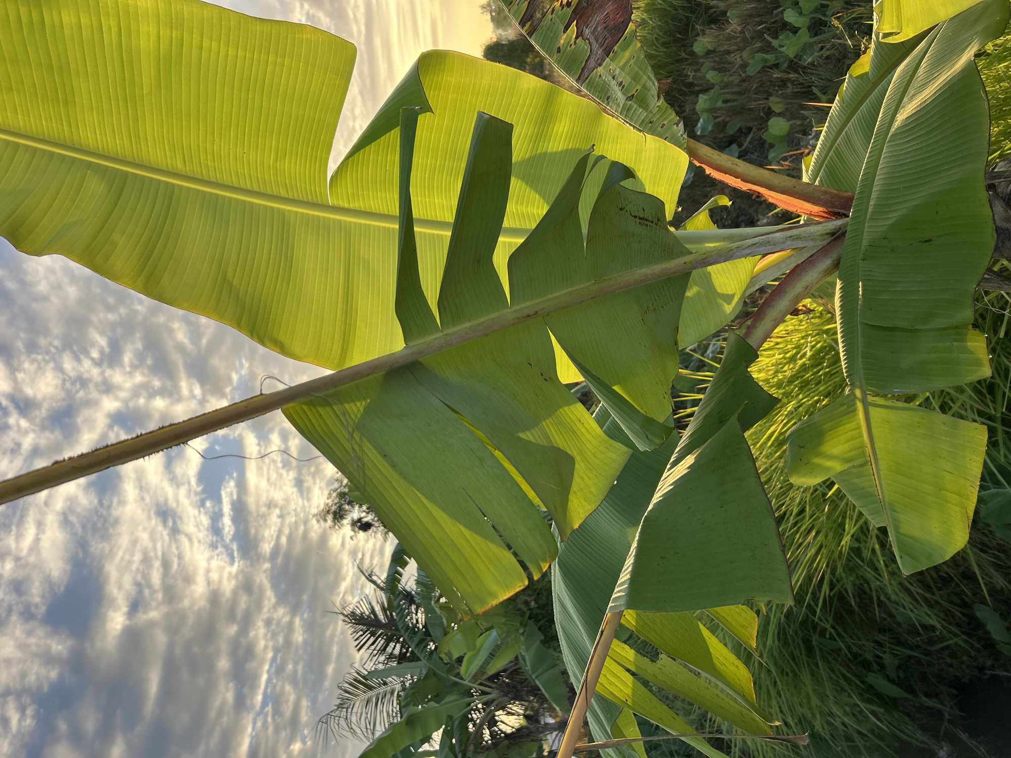 The image shows a close-up of banana leaves in a tropical outdoor setting. The leaves are a vibrant green, with the sun illuminating them from behind, creating a translucent effect. The foreground is dominated by the large, veined leaves, some of which are curved and folded. A thin, brown stalk is visible running vertically through the center of the frame. In the background, other banana trees and lush vegetation are visible, along with a sky filled with dramatic, wispy clouds. The lighting suggests it is either sunrise or sunset, casting a warm glow on the scene. The location is identified as Mengwi, Indonesia. There are no people or animals depicted in the image.