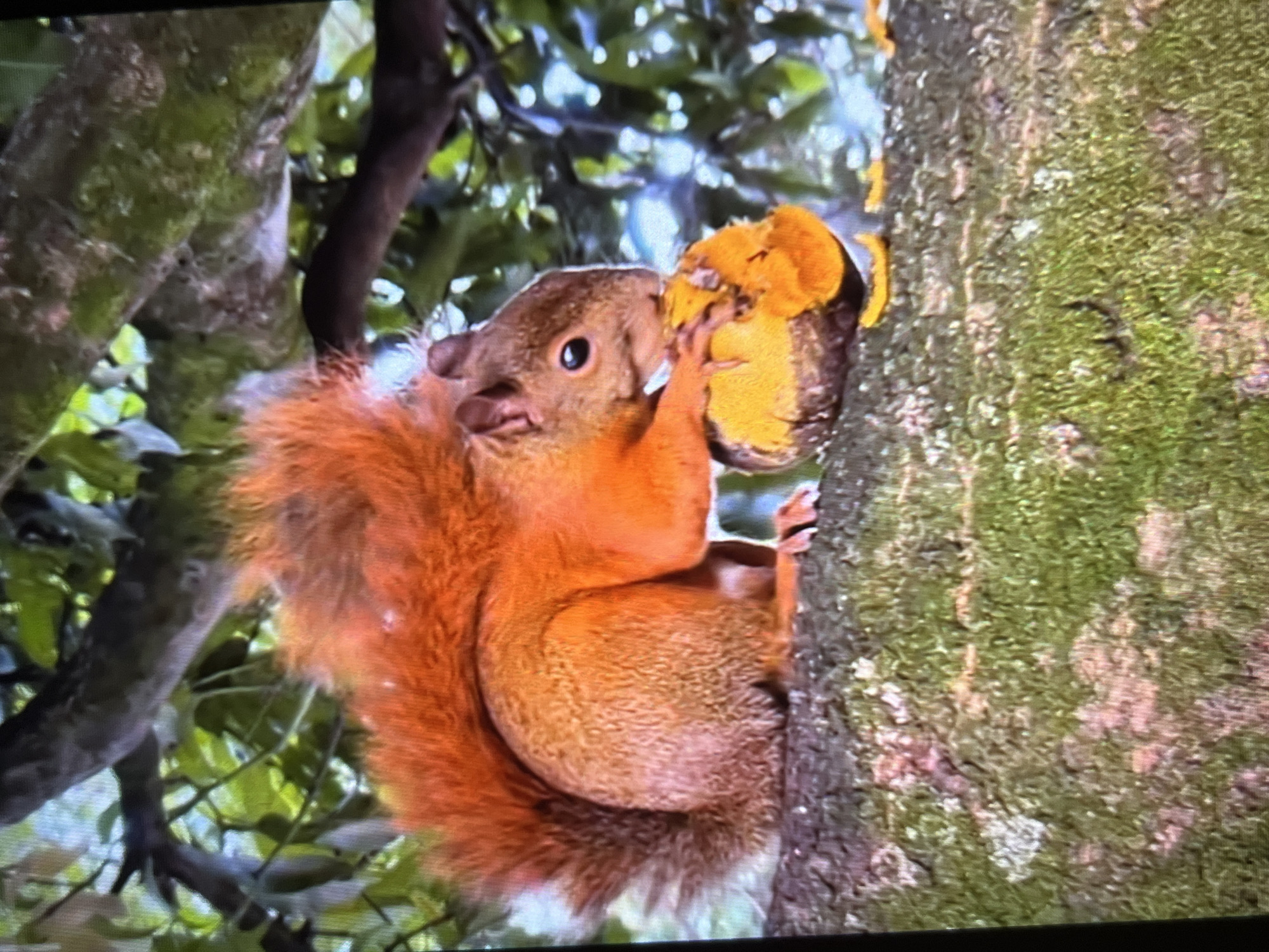 A reddish-orange squirrel clings to a tree trunk in what appears to be a wooded area. The squirrel is holding an orange object, possibly a fruit or piece of food, to its mouth with one paw. The tree trunk is covered in moss and lichen. Other trees and foliage are visible in the background. This photograph was taken from Tinaquillo, Venezuela.