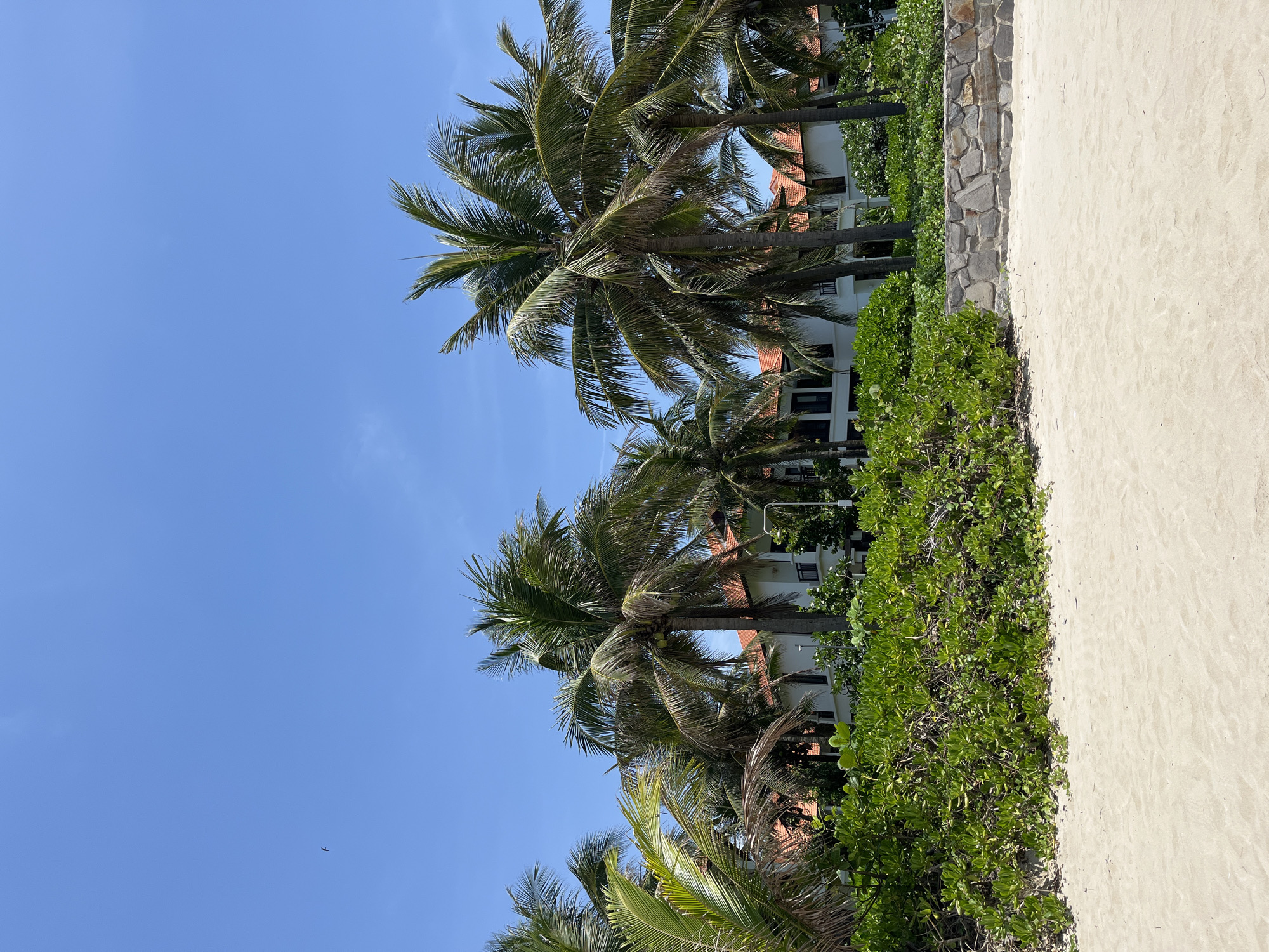 The image presents a landscape likely in Đà Nẵng, Vietnam, given the tropical vegetation. The scene consists of palm trees, green shrubbery, a wall constructed of stone, and what appears to be beach sand. Buildings, possibly a resort, are partially visible behind the vegetation. The sky is blue, with no visible cloud cover.