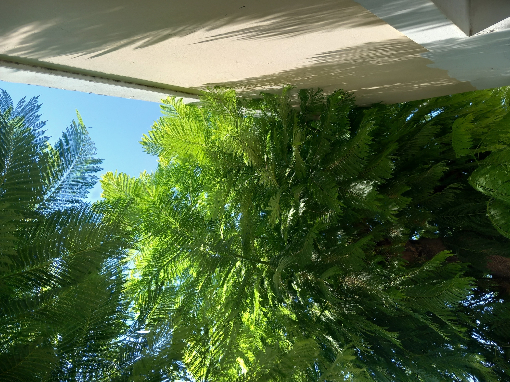 The image shows a view looking up at lush green foliage from a tree, with a beige building wall on the right side. The leaves are feathery and dense, with sunlight filtering through them, creating bright highlights and shadows. The sky is a clear, bright blue. The building wall is a light beige color, with a white trim along the top edge. Long, dark shadows cast by the leaves of the tree stretch across the wall. The scene suggests an outdoor environment, likely in a warm climate. The location of Kos, Greece is mentioned, but no specific landmarks are visible to confirm this. It is a sunny day with clear skies and the presence of a large tree and a building.
