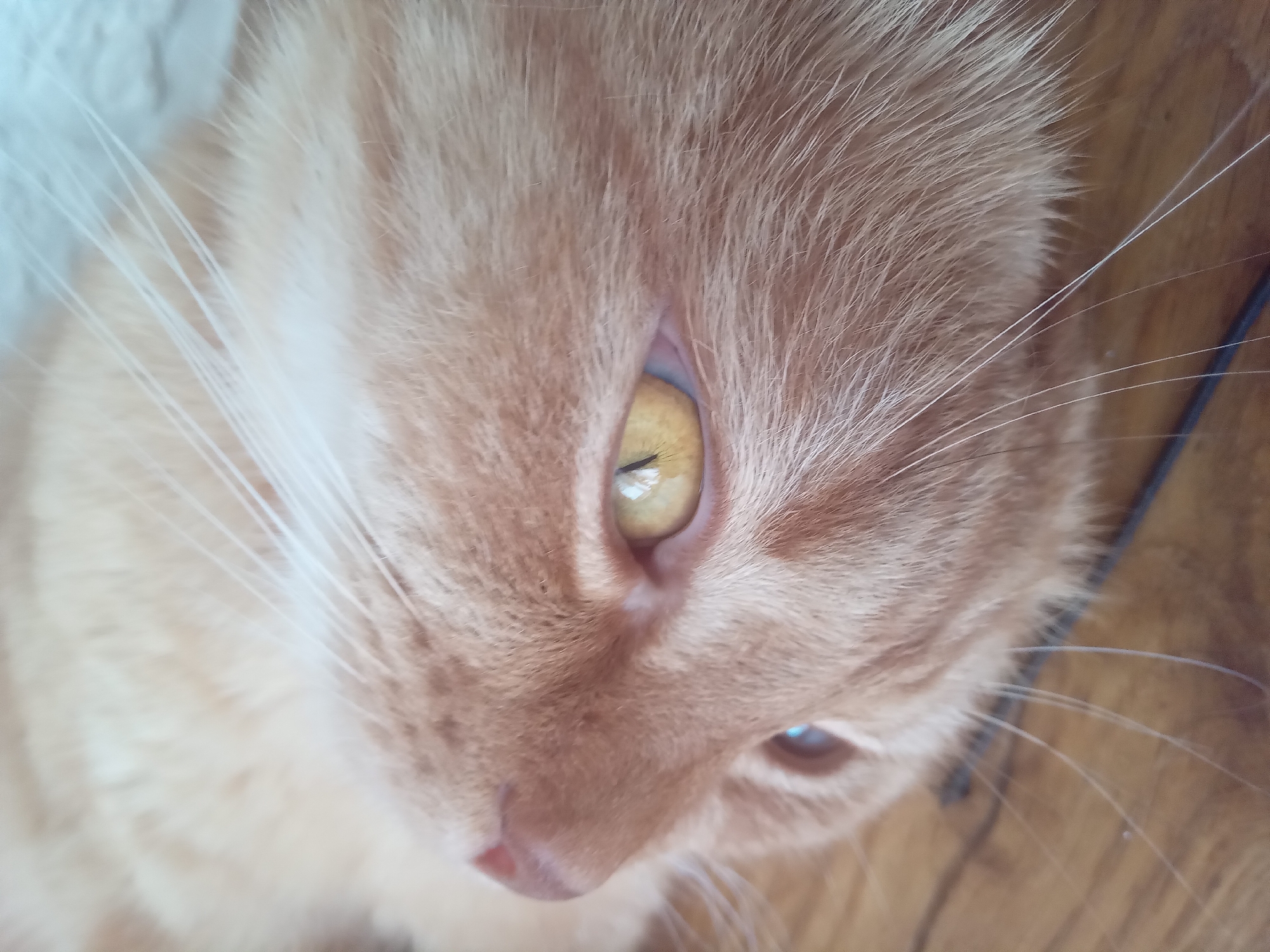 This is a close-up, extreme-angle, indoor photograph of an orange tabby cat's face, viewed from above and to the side. The cat's fur is a light orange-tan color, with longer, lighter whiskers extending outwards. The cat's left eye, with a bright yellow iris and a dark pupil, is the primary focus. A hint of the cat's right eye, appearing darker and slightly out of focus, is also visible. The cat's pink nose is visible in the upper left corner of the frame. The background consists of a wooden surface, likely a floor or table, with some darker lines suggesting wood grain or possibly a wire. There is no indication of the location being in the city of Terebovlia, Ukraine, nor are there any people or other subjects present.