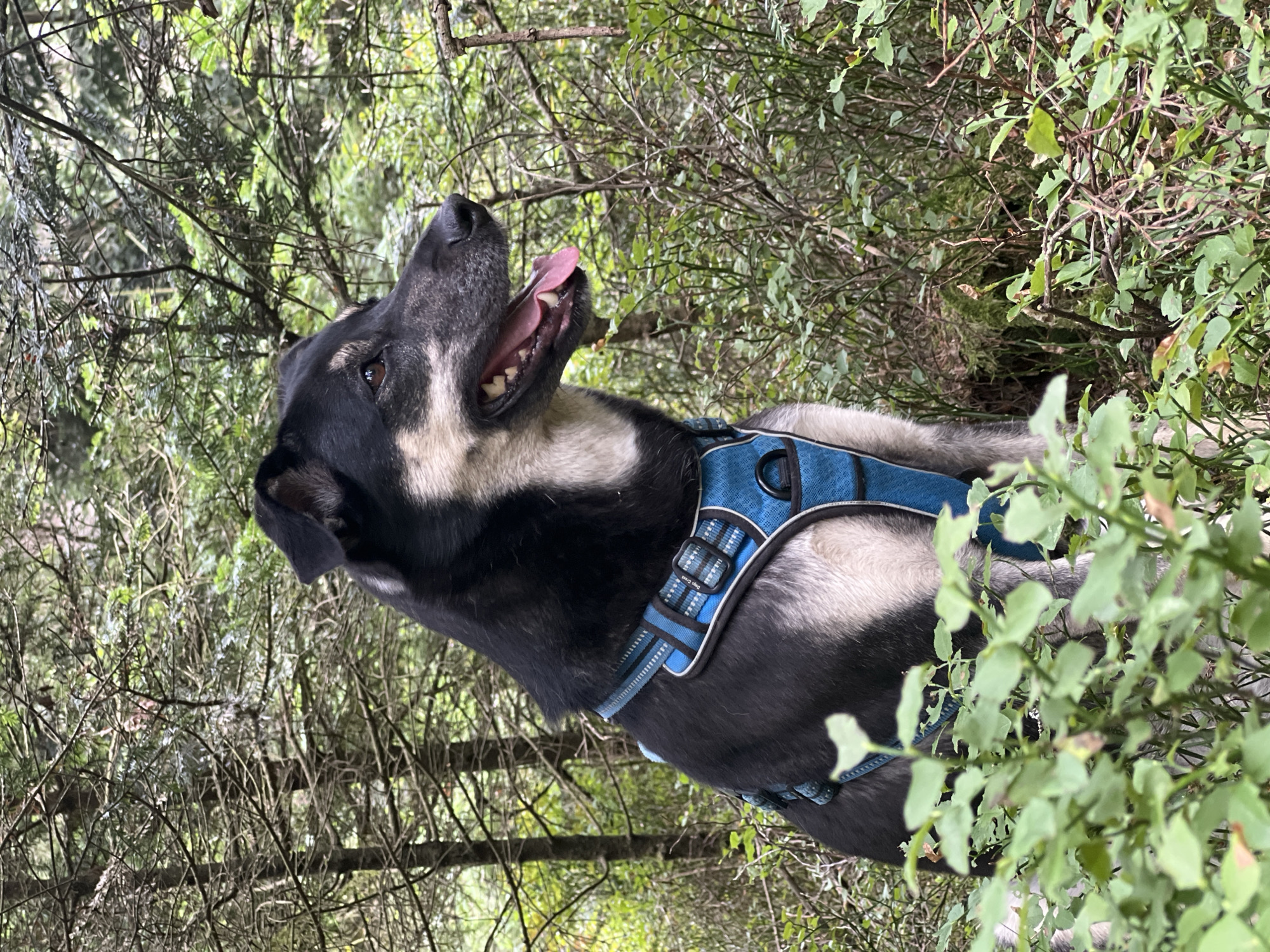 The image depicts a dog wearing a blue harness in a forest. The dog is black and tan with a white chest and face markings. Its mouth is open, and its tongue is visible. The dog is looking to the right of the frame, and its head and upper body are in focus. The background consists of trees and dense green foliage. The image appears to have been taken outdoors in a wooded area.
