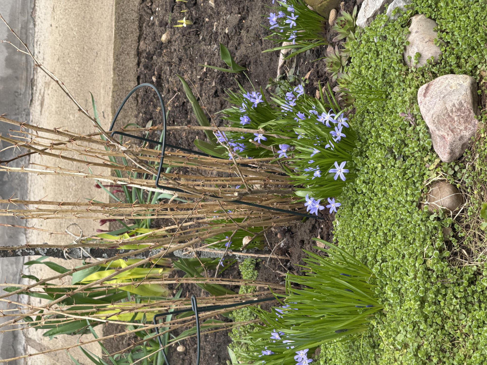 The image depicts a garden bed adjacent to a concrete walkway or curb. The bed contains a variety of plants, including blue star-shaped flowers (likely Scilla siberica), a dense green ground cover (potentially dichondra repens), and clumps of dying/dried thorny branches supported by a black metal stake. There are also scattered rocks and stones within the ground cover. The soil appears dark and moist. There is no visual evidence to verify that the image was taken in Chaikovsky, Russia.