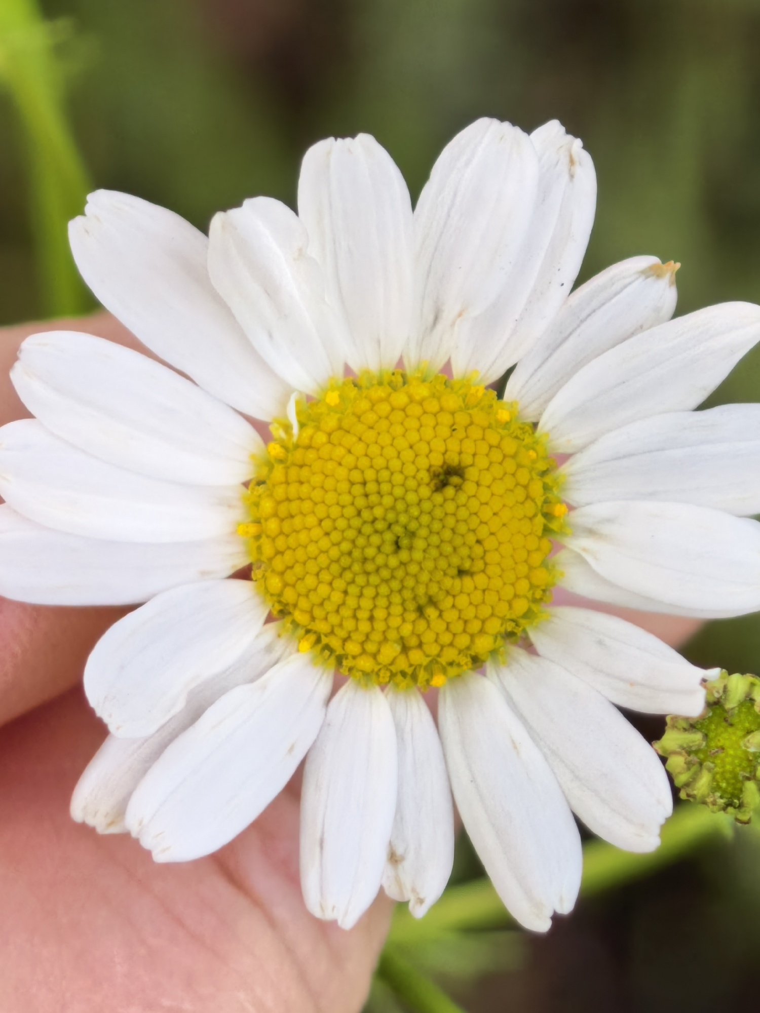 A close-up, high-angle shot captures a daisy-like flower, likely a camomile or similar species, held gently by a human hand. The flower is prominently featured, boasting numerous white ray florets (petals) arranged around a dense, bright yellow center composed of many tiny disc florets. Some of the white petals exhibit slight textures and minor discolored or brown tips, indicating natural wear.
A pale-toned hand is visible on the bottom left and extends towards the flower's stem, with visible skin texture and faint lines, partially cropped from the frame. The background is a soft, out-of-focus array of green foliage and hints of darker tones, suggesting an outdoor, natural setting. A thin, bright green stem or leaf is visible diagonally in the upper left corner. To the right of the main flower, a smaller, green, developing bud or seed head is partially visible.
The scene takes place during daylight hours, as indicated by the natural light illuminating the flower. The overall impression is one of a tender interaction with nature, possibly an act of observation or appreciation. No text is visible in the image. The location context provided is Sterlitamak, Russia.