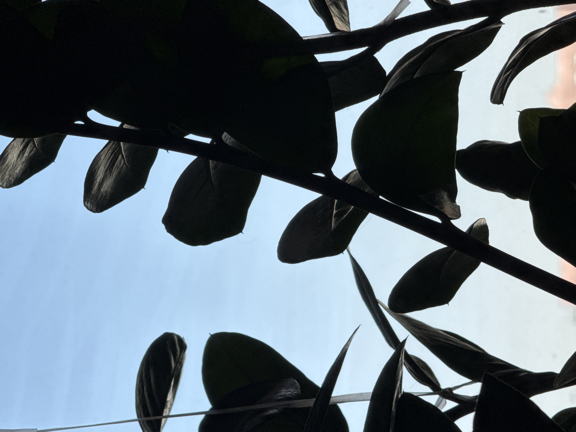 The image shows a close-up, low-angle shot of dark green, silhouetted leaves of a houseplant against a bright, pale blue sky. The leaves are thick and ovate, with some appearing pointed. They are arranged in clusters on thick stems, with the stems also visible in silhouette. The light filtering through the leaves creates subtle variations in darkness and some highlights. In the lower right corner, a hint of a soft pinkish-orange light suggests the presence of buildings or a distant horizon, possibly indicating an urban environment like Bishkek City, Kyrgyzstan. The overall impression is one of indoor foliage viewed against an outdoor sky, with the specific city location being an inference based on the prompt's context.