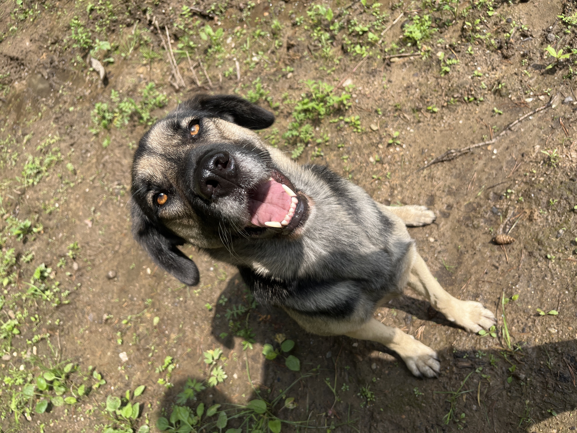 A medium-sized dog with black and tan fur is sitting on the ground, looking up at the camera with its mouth open and tongue visible. The dog has bright amber eyes and a black nose. It is outdoors in a dirt area with sparse green vegetation. The lighting suggests it is daytime, with shadows cast on the ground. The image does not contain any elements that would indicate a specific location in the city of Nizhny Tagil, Russia.