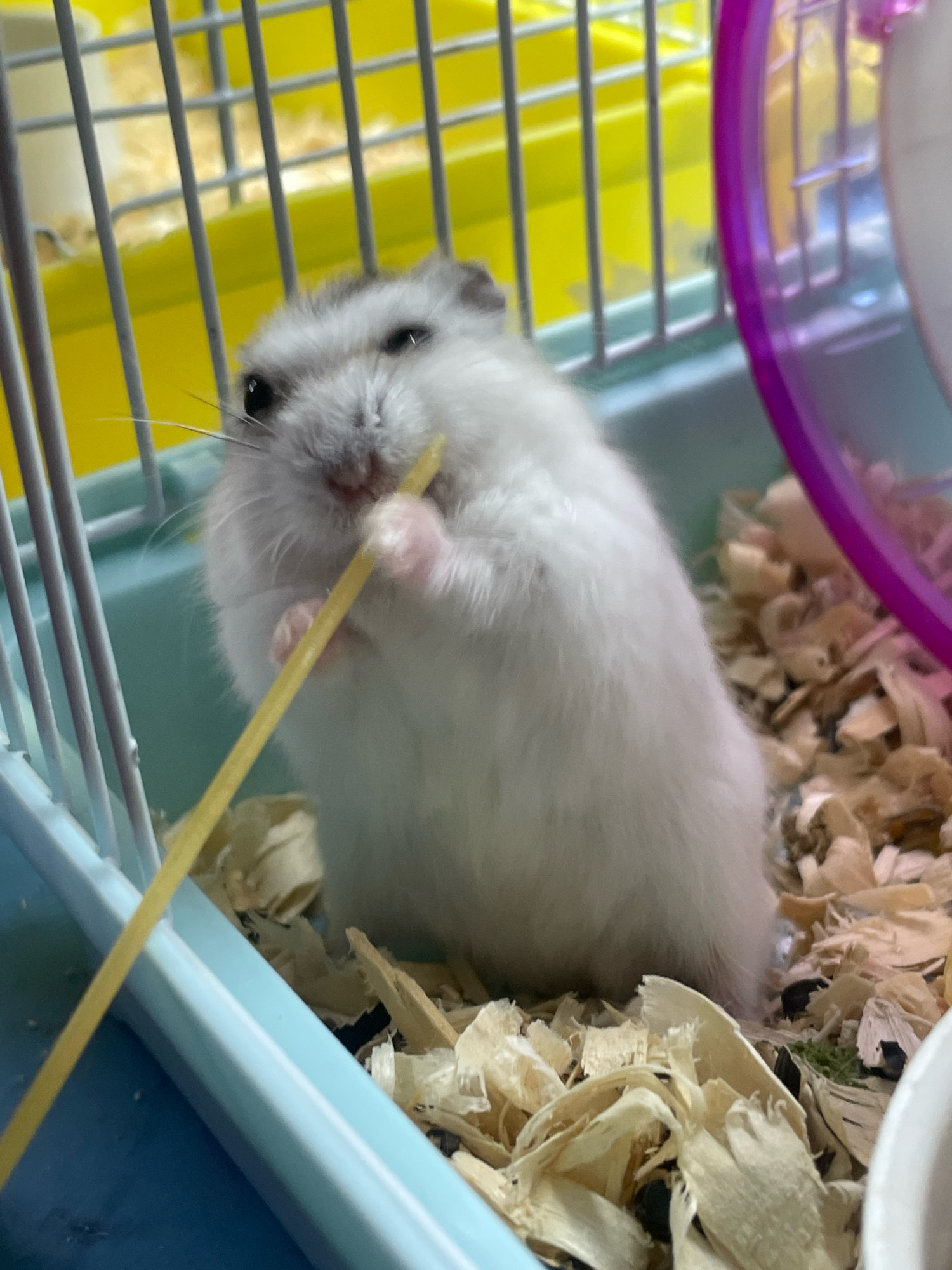 An adult dwarf hamster, primarily white with gray markings on its head and back, is the central subject of this image. It is holding a yellow stick-like object with its front paws, appearing to be eating from it. The hamster is inside a cage with light blue plastic base and yellow wire bars. The cage floor is covered with wood shavings and some black seeds. A portion of a pink hamster wheel is visible on the right side of the frame. The background shows more yellow bedding and the interior of the cage. The lighting is bright, suggesting an indoor environment. There are no people present, and the location is a hamster cage.