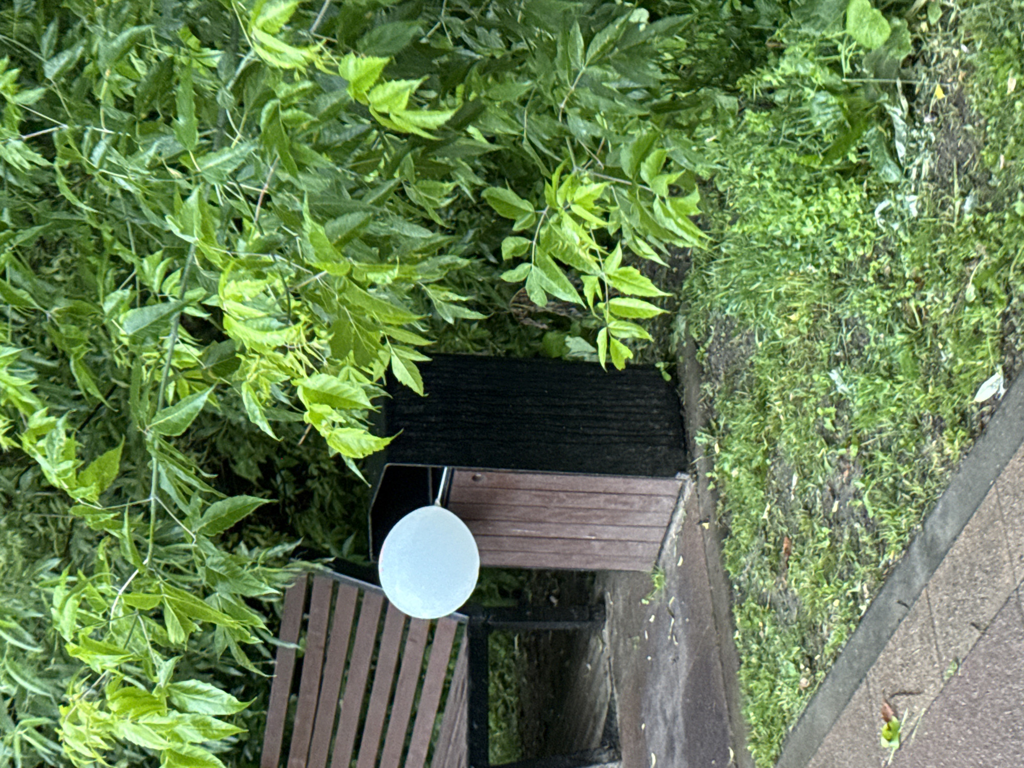 A white balloon is precariously balanced on the edge of a dark-colored trash receptacle with a wooden front panel, situated outdoors. To the left of the trash can is a wooden park bench with a slatted seat and backrest. Lush green foliage, likely trees and bushes, forms a dense backdrop behind the bench and trash can. The ground in front of the bench and trash can is covered in patches of grass and a paved walkway. The scene appears to be a public park or a similar outdoor recreational area. The image was captured in Moscow, Russia.