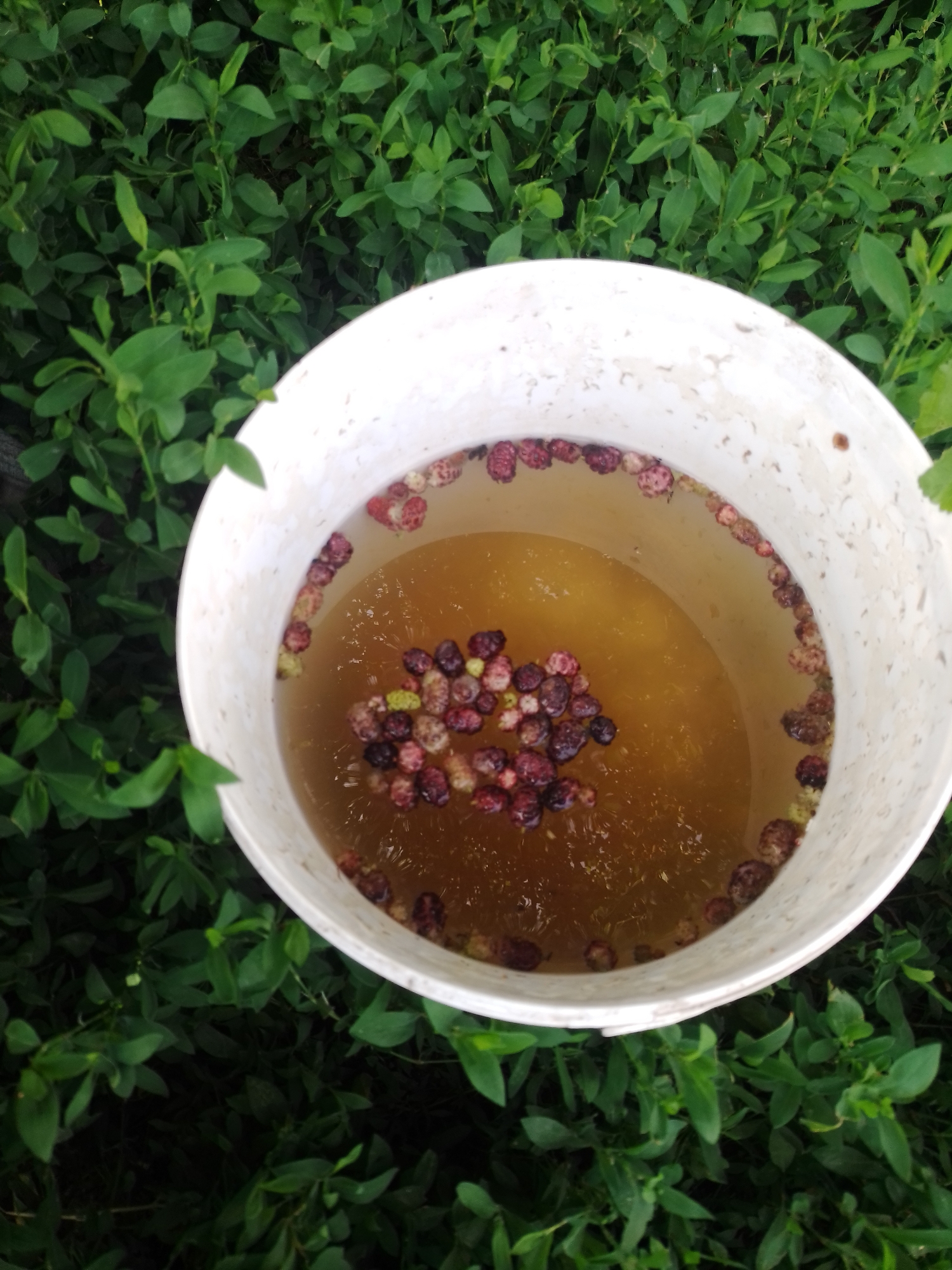 A white bucket filled with amber-colored liquid and mulberries sits outdoors amidst dense green foliage. The mulberries, a mix of dark purple and lighter shades, float on the surface and are scattered along the rim of the bucket. The foliage appears to be a low-growing plant, likely a ground cover or a small bush. The scene suggests a harvesting activity or preparation of mulberries. There is no indication of the specific location within Ustyvytsia, Ukraine.