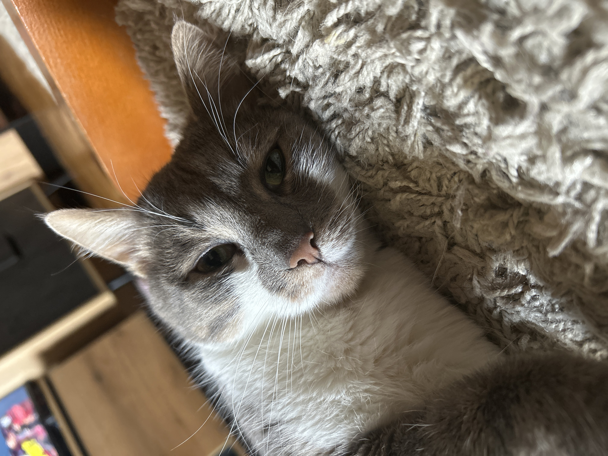 A domestic cat with striking grey tabby markings and a white chest and muzzle is depicted in a close-up, eye-level shot. The cat is resting comfortably, lying on its side on a textured, light-colored, possibly knitted or shag blanket or rug. Its head is slightly tilted, and it looks directly into the camera with calm, green eyes. Prominent features include its small pink nose and long, elegant white whiskers that fan out from its muzzle.
The scene appears to be indoors during the daytime, as indicated by the bright, natural illumination on the cat's face. In the upper left background, a blurred segment of a warm orange-brown wooden surface, possibly part of furniture or a wall panel, is visible. Further down on the left, darker, more abstract wooden elements suggest shelves or other home furnishings. The cat's expression conveys a sense of peaceful relaxation. There is no visible text in the image.
