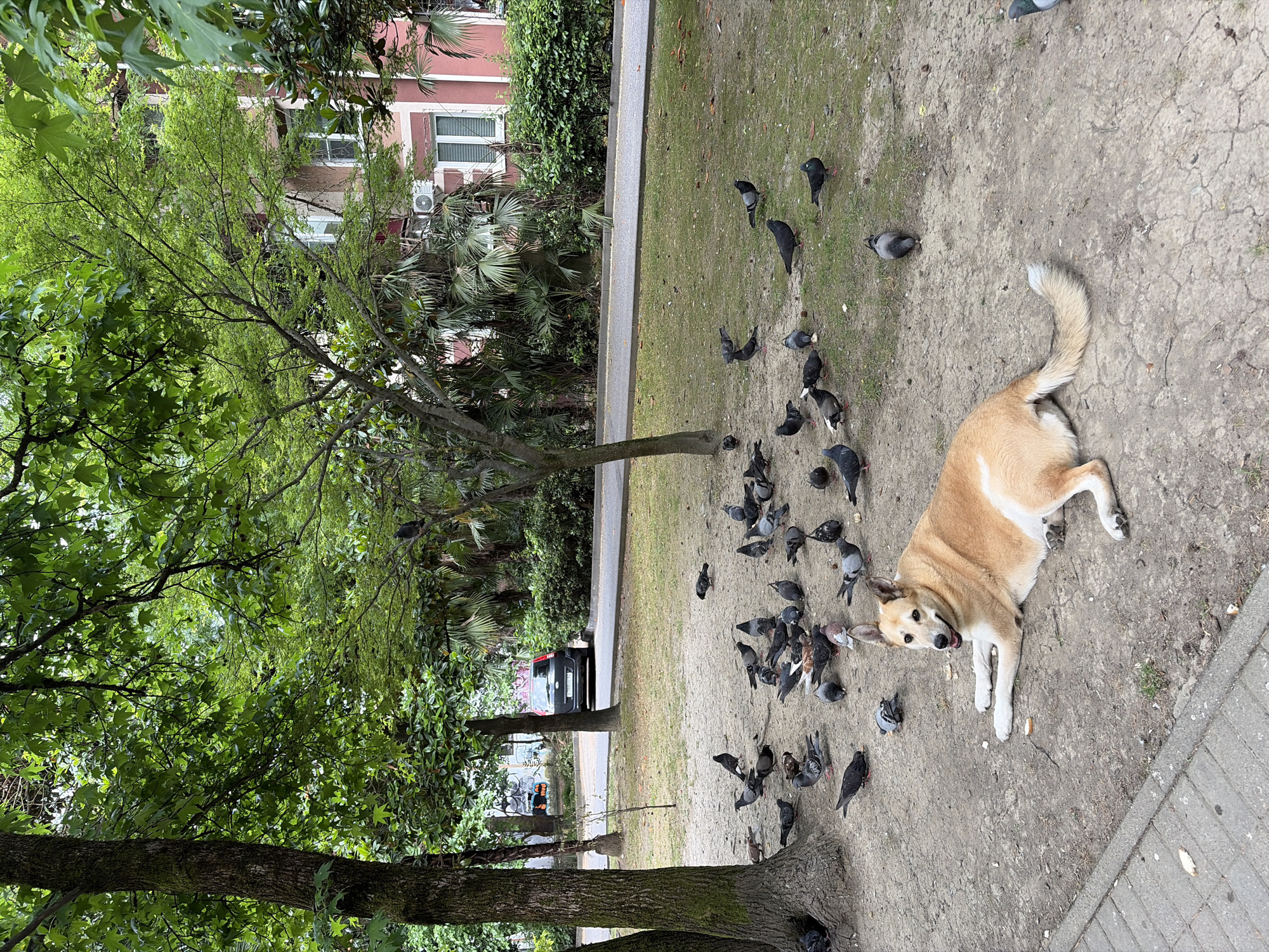 A tan and white dog is lying on the ground, surrounded by a flock of pigeons. The dog is looking towards the camera with its mouth slightly open. The pigeons are pecking at the ground, seemingly unfazed by the dog's presence. The scene appears to be a park or public space, with trees, grass, and a paved walkway visible. In the background, a building with pink and white facades can be seen, along with a parked car. The environment suggests a location in Sochi, Russia, known for its green spaces and urban parks. The overall atmosphere is one of peaceful coexistence between the animals and their urban surroundings.