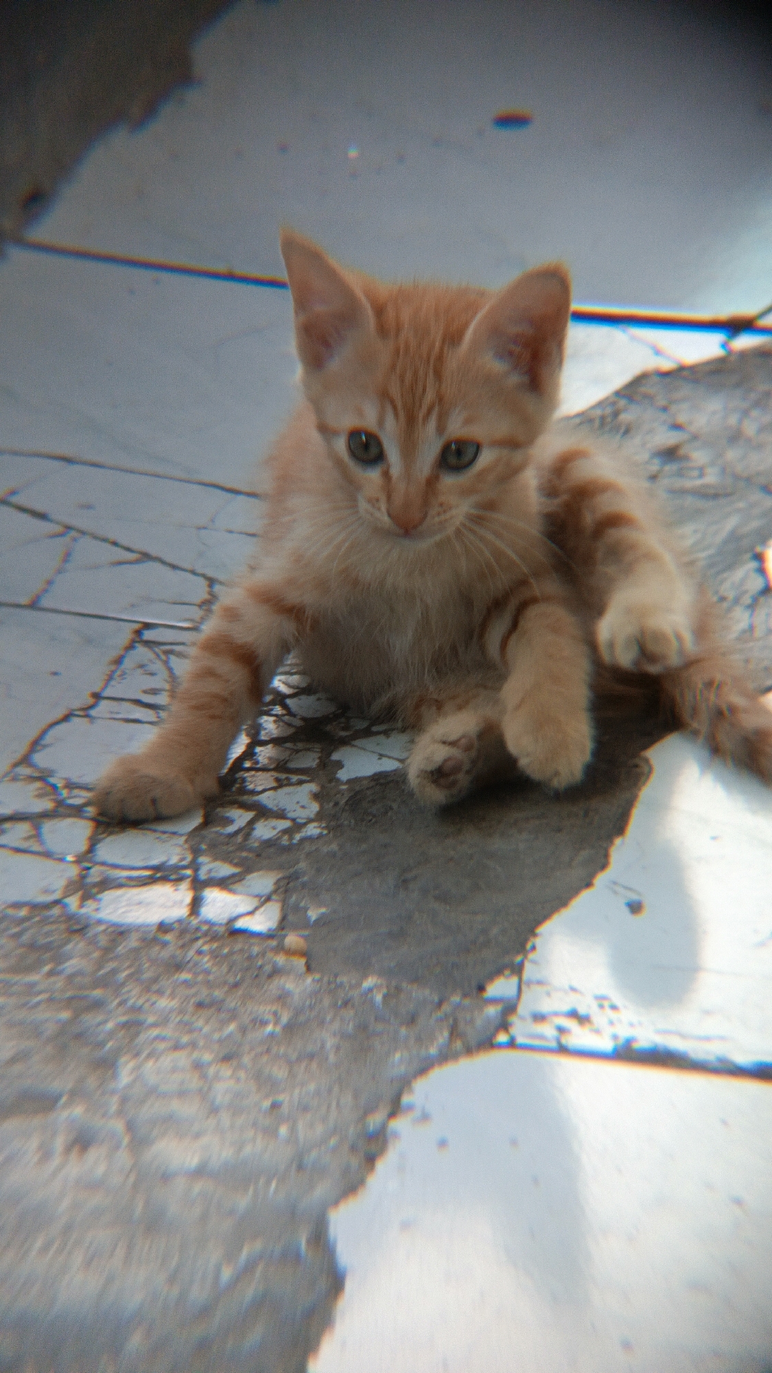 An orange tabby kitten with green eyes sits on a cracked, tiled surface, possibly a sidewalk or courtyard, in Margajaya, Indonesia. The kitten is facing the camera, with its front paws resting on the ground and its back legs tucked beneath it. The kitten's fur is light orange with darker orange stripes. The tiled surface is light gray with dark lines indicating cracks. Sunlight reflects off the surface, creating bright highlights and casting shadows. The background is out of focus, but appears to be a darker, textured surface.