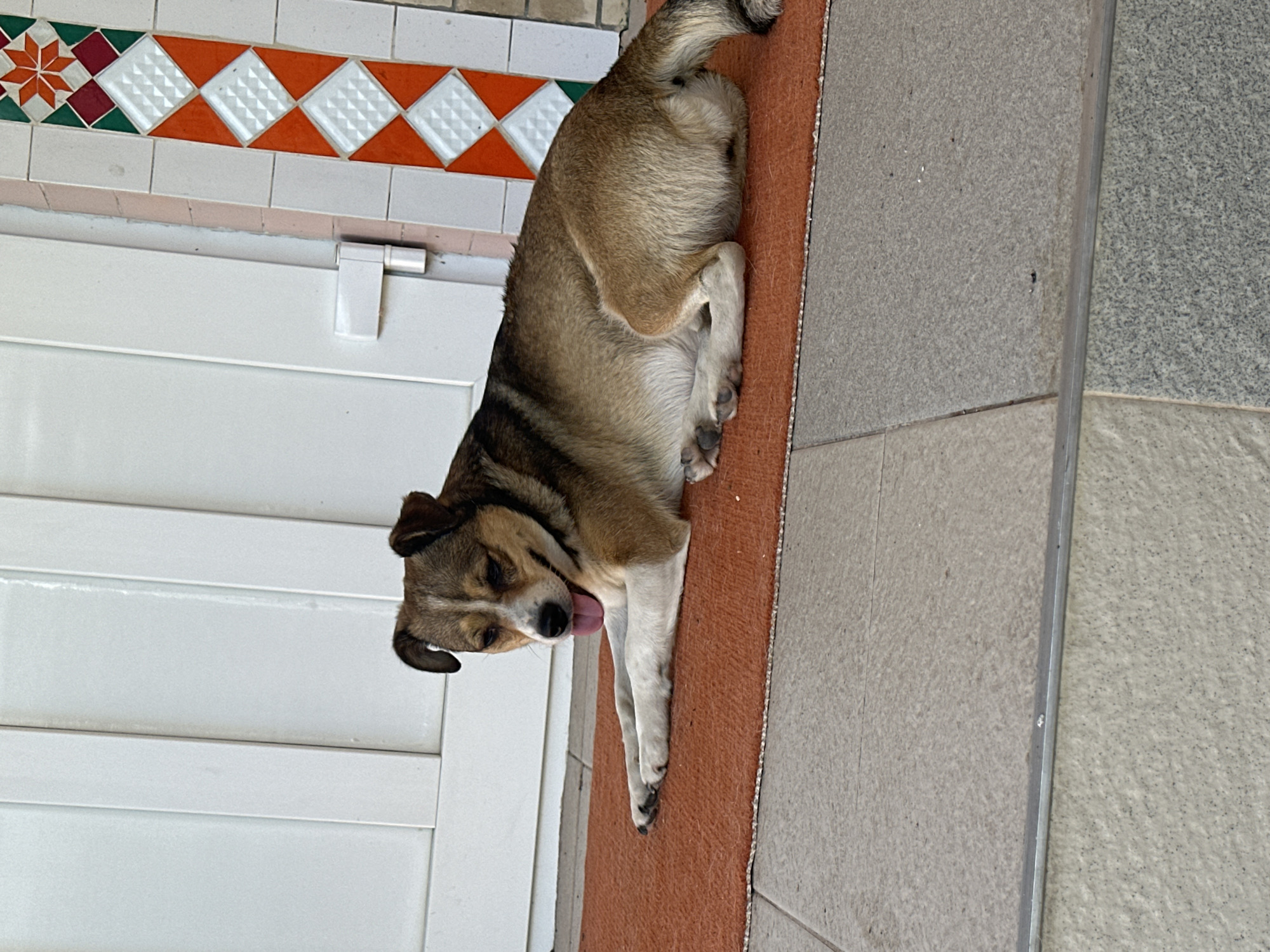 A medium-sized dog with brown and white fur is lying on an orange mat in front of a white door. The dog's tongue is hanging out and its eyes are partially closed, suggesting it is relaxed. To the right of the dog, there is a wall decorated with colorful tiles in a diamond pattern. The ground is made of grey paving stones. The scene appears to be outdoors, possibly on a porch or patio. The location is Makiv, Ukraine.