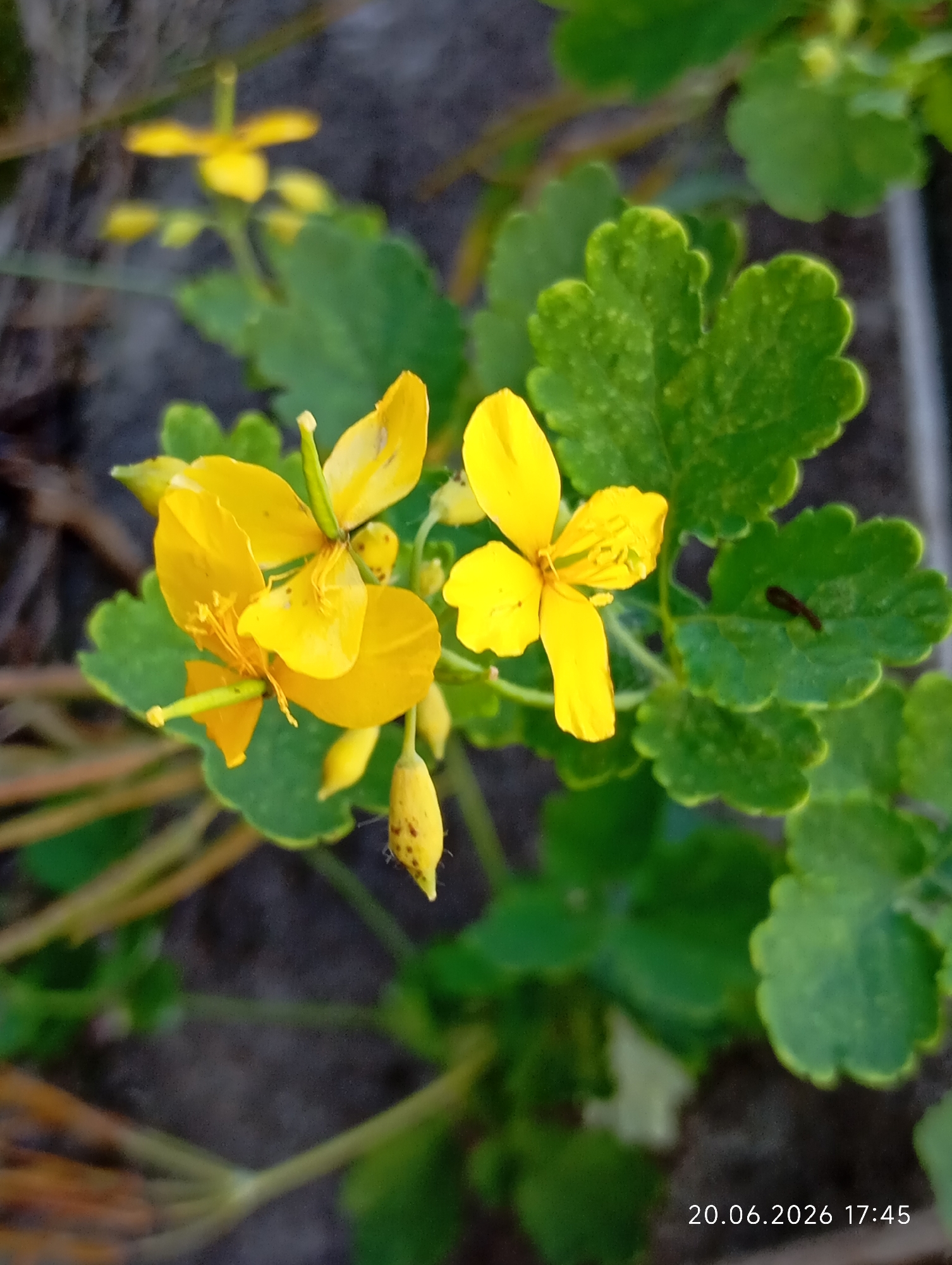 In the city of Урыцкі сельскі Савет, Belarus, a close-up, high-angle shot captures a cluster of bright yellow flowers with green, lobed leaves. The flowers, identified as celandine, exhibit four petals each and are in various stages of bloom, with some buds also visible. The background consists of dark, out-of-focus soil and foliage, creating a shallow depth of field that emphasizes the floral subjects. A watermark at the bottom right corner displays the date "20.06.2026" and time "17:45". No people or animals are present in the image.