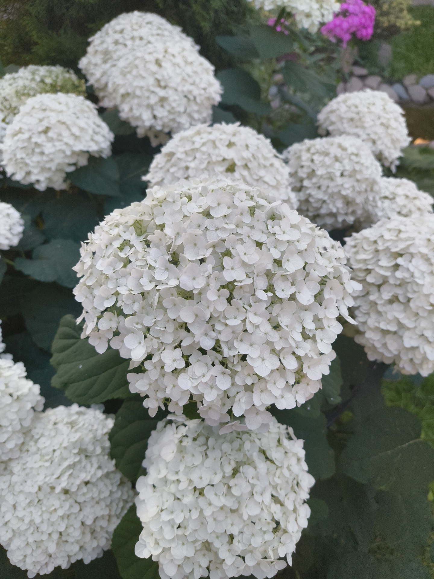 The image depicts a close-up, eye-level view of several large, spherical white hydrangea blossoms. The flowers are clustered together, with their individual petals creating a textured, fluffy appearance. Dark green foliage serves as the background for the blooms. In the upper right corner, a hint of pink flowers and a blurred background suggesting a garden setting with stones and greenery are visible. The lighting is natural, casting soft shadows that highlight the dimensionality of the flowers. No people or animals are present in the image. The scene is set outdoors in a garden environment. Without further information, the specific location within Ramenskoye, Russia cannot be determined, however, the setting is consistent with a residential or public garden.