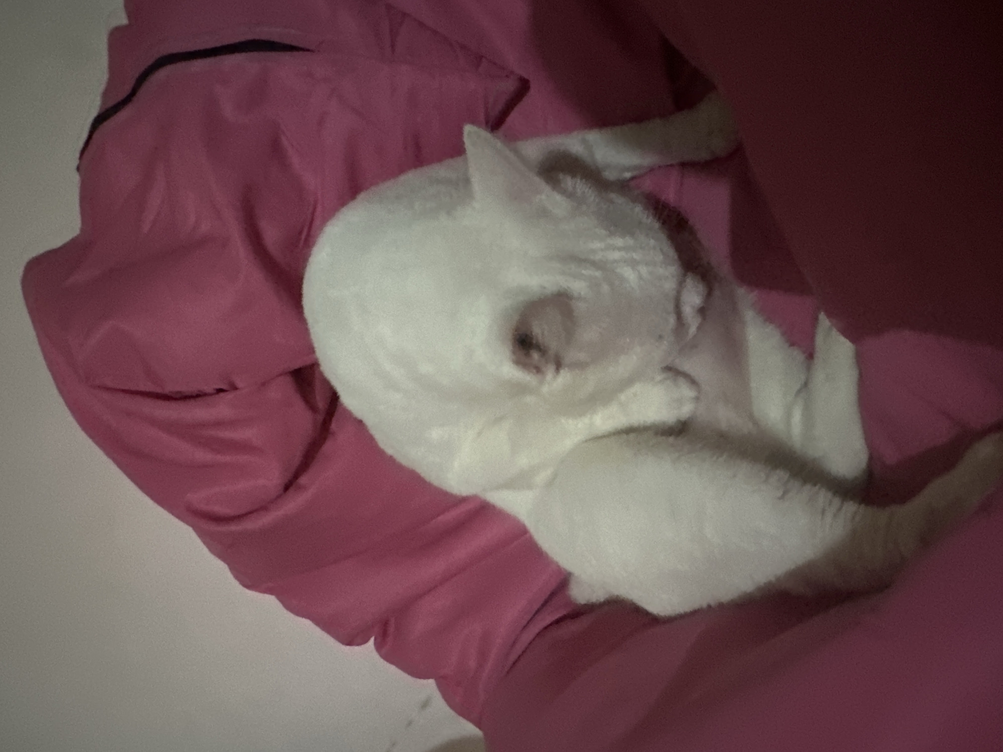 A white cat is curled up on a pink comforter in a room in Sukawati, Indonesia. The cat is facing downwards, with its head tucked in towards its body. Its eyes are not visible, and its ears are perked up. The comforter is a vibrant pink color and appears to be soft and plush. The room itself is dimly lit, with the primary light source coming from above and to the left of the cat. The walls are a neutral, light color. The image captures a moment of rest and comfort for the feline.