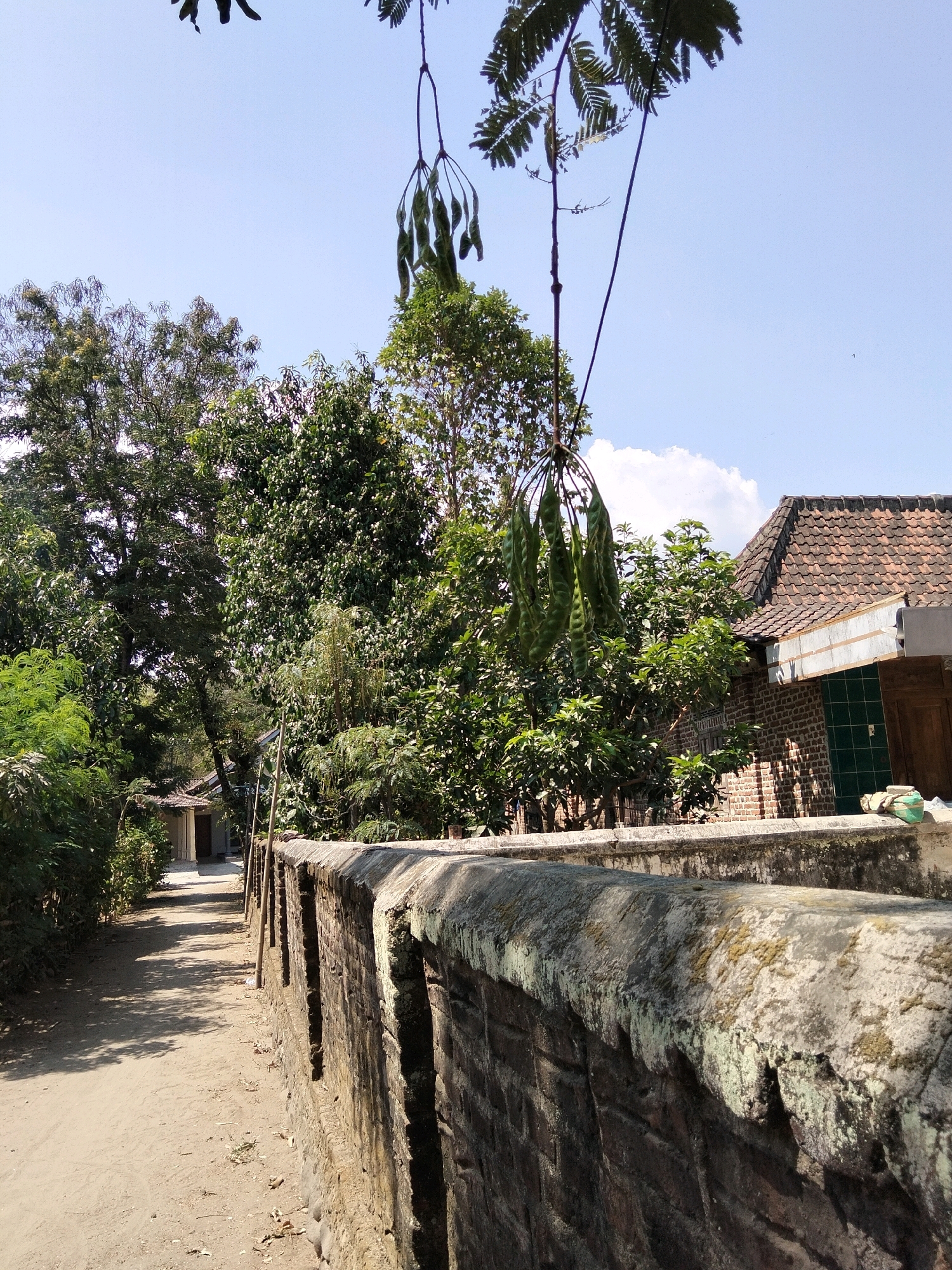 The image depicts a sunny day scene along a dirt path bordered by a brick wall on the right and lush greenery on the left. In the foreground, the weathered, moss-covered top of the brick wall runs diagonally across the frame. Beyond the wall, a traditional Indonesian house with a terracotta tile roof is visible. Hanging from a tree branch in the upper portion of the image are several long, green pods. The path leads into the distance, where a small building with a white facade and dark doors can be seen. The sky is clear blue with a few scattered white clouds. The overall impression is of a rural or suburban setting in Jenangan, Indonesia.
