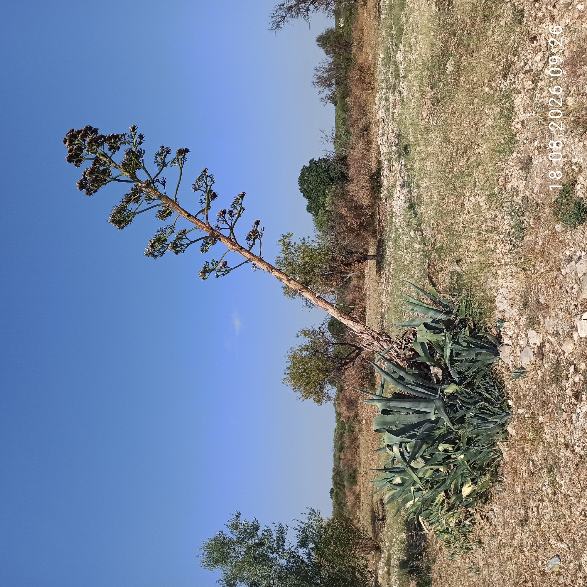The image depicts an arid, rocky landscape under a clear blue sky. In the foreground, a large agave plant with broad, succulent leaves is prominent. To its right, a tall, slender stalk, likely from a mature agave that has flowered and is dying, leans dramatically, covered in dried flower buds. The background features sparse vegetation, including trees and shrubs that appear adapted to dry conditions, characteristic of the Mediterranean biome. Olive trees, identifiable by their distinct foliage, are visible on the left side of the frame. The ground is covered with dry soil, pebbles, and sparse, dry grass. A date and time stamp, "18.08.2026 09:26", is visible in the lower right corner. The scene suggests a rural or semi-wild area, possibly on the outskirts of Bitonto, Italy, given the characteristic vegetation and arid terrain often found in the region. There are no people or animals present in the image.