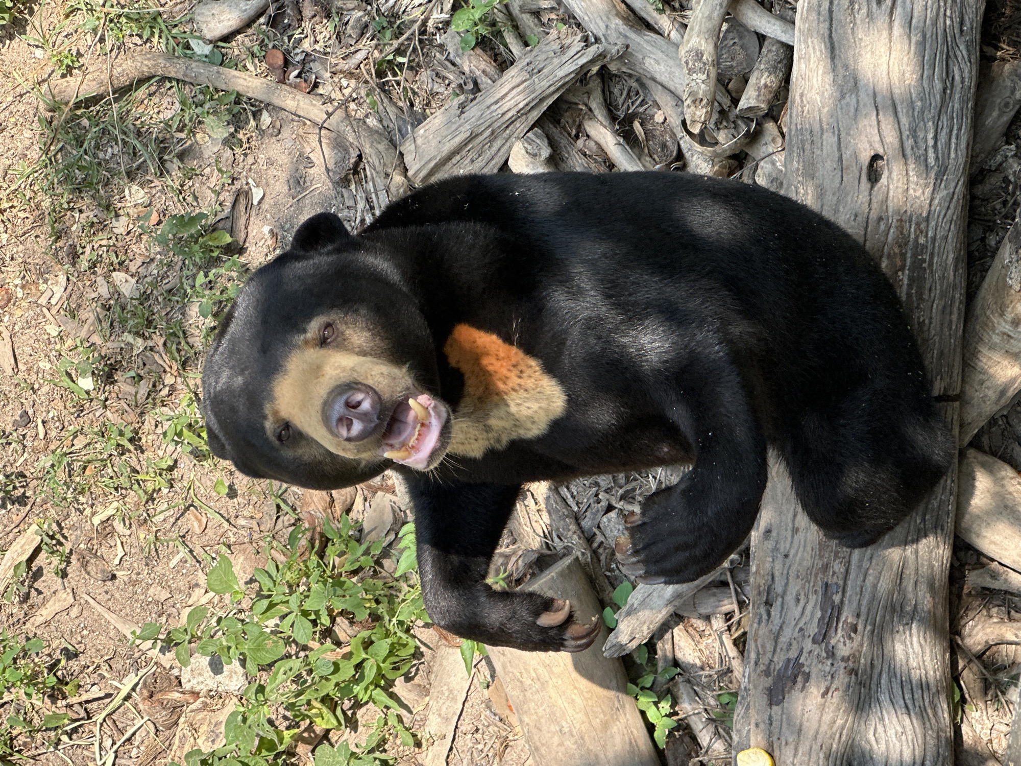 The image shows a sun bear lying on its side on a dirt and woodchip surface. The bear is predominantly black with a tan patch on its chest. It is lying next to a large piece of weathered wood. The background includes dry dirt, small plants, and scattered twigs and branches. The location is Bang Phra Subdistrict, Thailand.