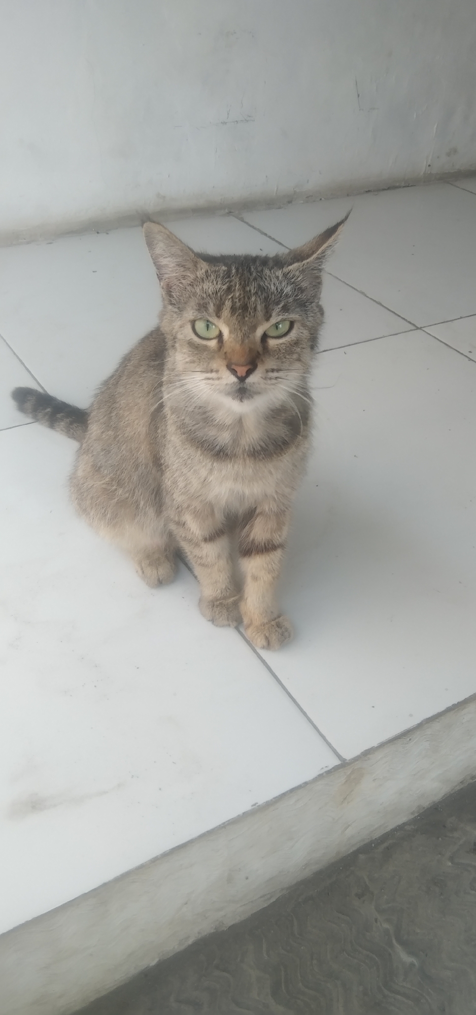 In Rahayu, Indonesia, a tabby cat with green eyes sits on a white tiled floor in front of a white wall. The cat is facing forward and looking directly at the camera. Its fur is a mix of brown and gray stripes. The tail is curled around its body. The floor is clean and well-maintained, with thin dark grout lines between the tiles. The wall appears to be made of concrete or plaster. The lighting is natural and appears to be from an overhead source. There are no other living beings or objects in the frame.