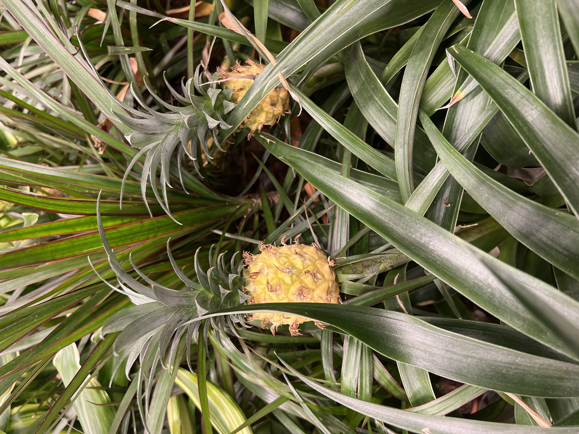 The image shows two small pineapples growing amidst dense foliage of various green plants. The pineapples are yellow with green tops. The background consists of a mix of broad, straight green leaves and narrower, striped leaves. The exact location within Kazan, Russia, cannot be determined from the image.