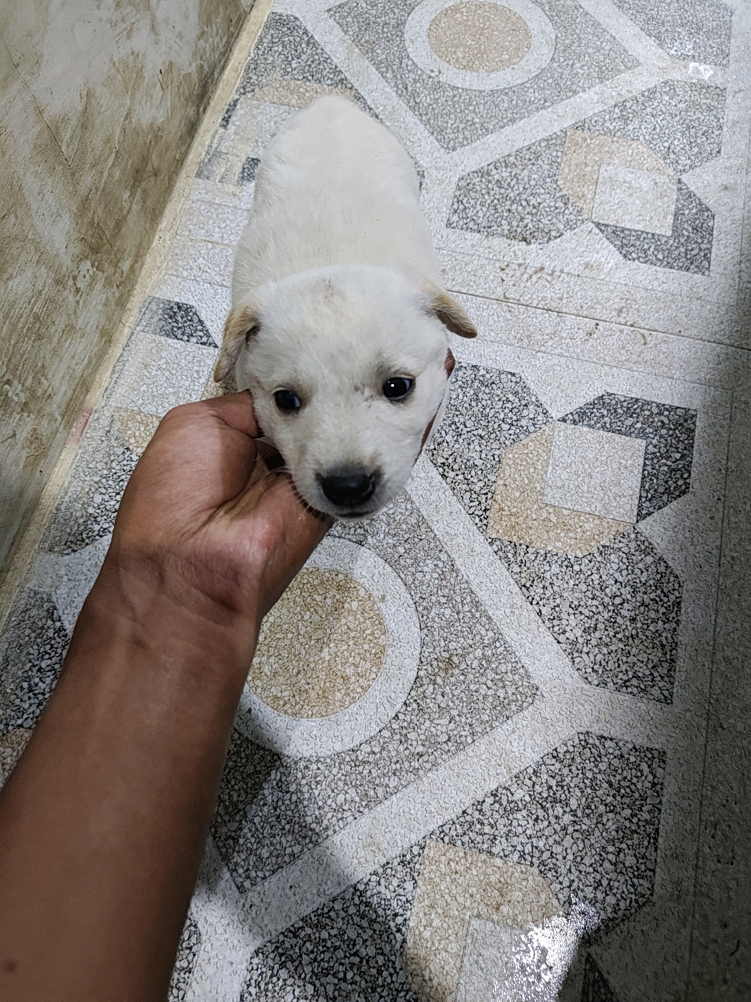 A white puppy with floppy ears is being held by a person's hand. The puppy has dark eyes and a black nose. It is standing on a patterned tiled floor with geometric designs in shades of grey, white, and tan. A textured, dirty wall is visible on the left side of the image. The scene appears to be indoors, possibly in a residential setting in Hutatoruan 11, Indonesia.