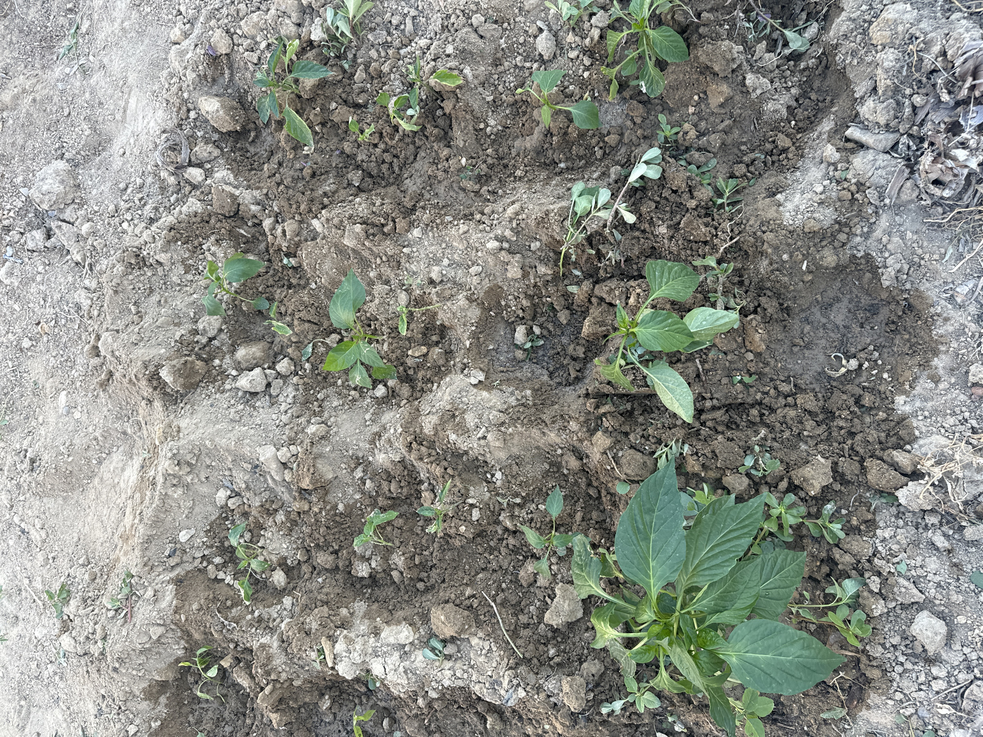 The image shows a patch of garden soil with several small green plants, likely seedlings, growing in rows. The soil is dry and appears to be a mix of dirt and small stones. Some of the plants are taller and more developed than others. There is evidence of disturbed earth, suggesting the plants have been recently planted or cultivated. The scene is outdoors, with the ground being the primary focus. No people or animals are visible. The location is Atameken, Kazakhstan.