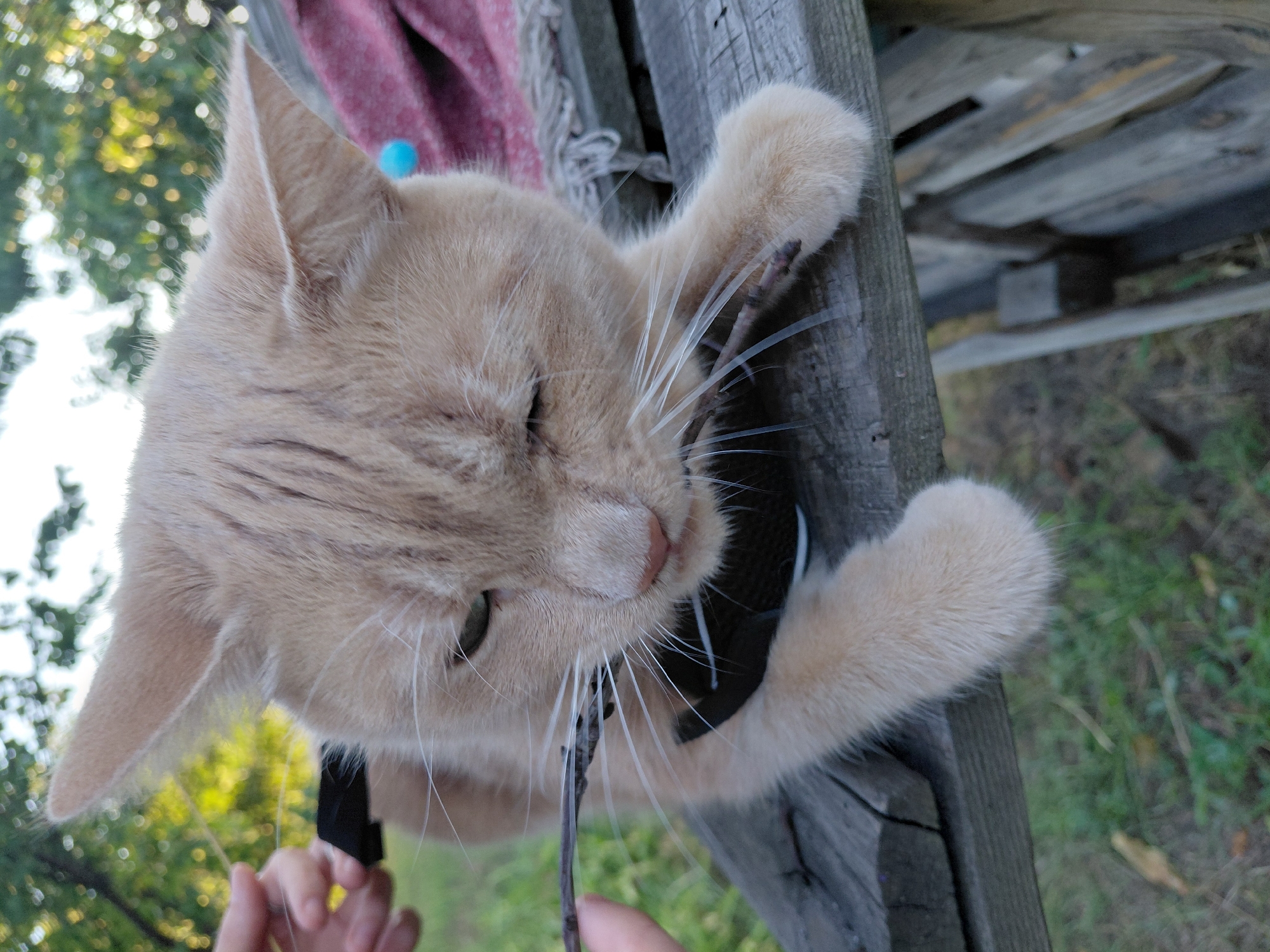 A light orange cat is sitting on a wooden structure outdoors, with a blurred background of trees. The cat's eyes are partially closed, and it is looking down at a thin, dark object held by a person's hand. The person's hand is visible in the upper left corner of the image, holding the object near the cat's face. The cat has white whiskers and is wearing a black harness. A pink cloth with some fringe is draped over the wooden structure behind the cat. The lighting suggests it is daytime, possibly late afternoon.