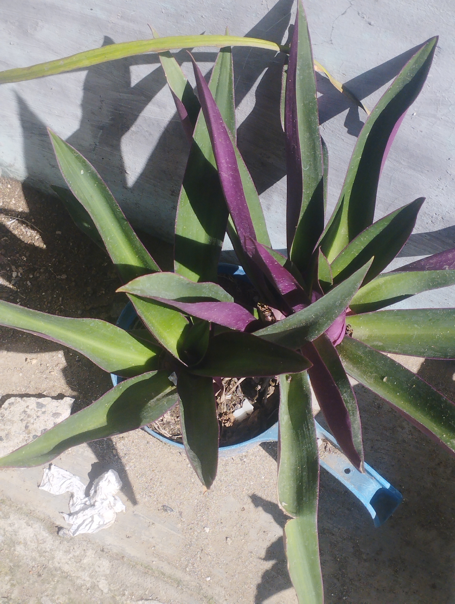 A top-down shot shows a Tradescantia spathacea plant in a blue pot placed on a concrete surface. The plant has green leaves with purple undersides, radiating outwards. A yellowish leaf is visible in the upper left. The surface is sunlit, casting shadows from the plant. A clump of white tissue paper is visible near the lower left. A blue object rests against the pot. No people are visible. The location is assumed to be Lhokseumawe, Indonesia.
