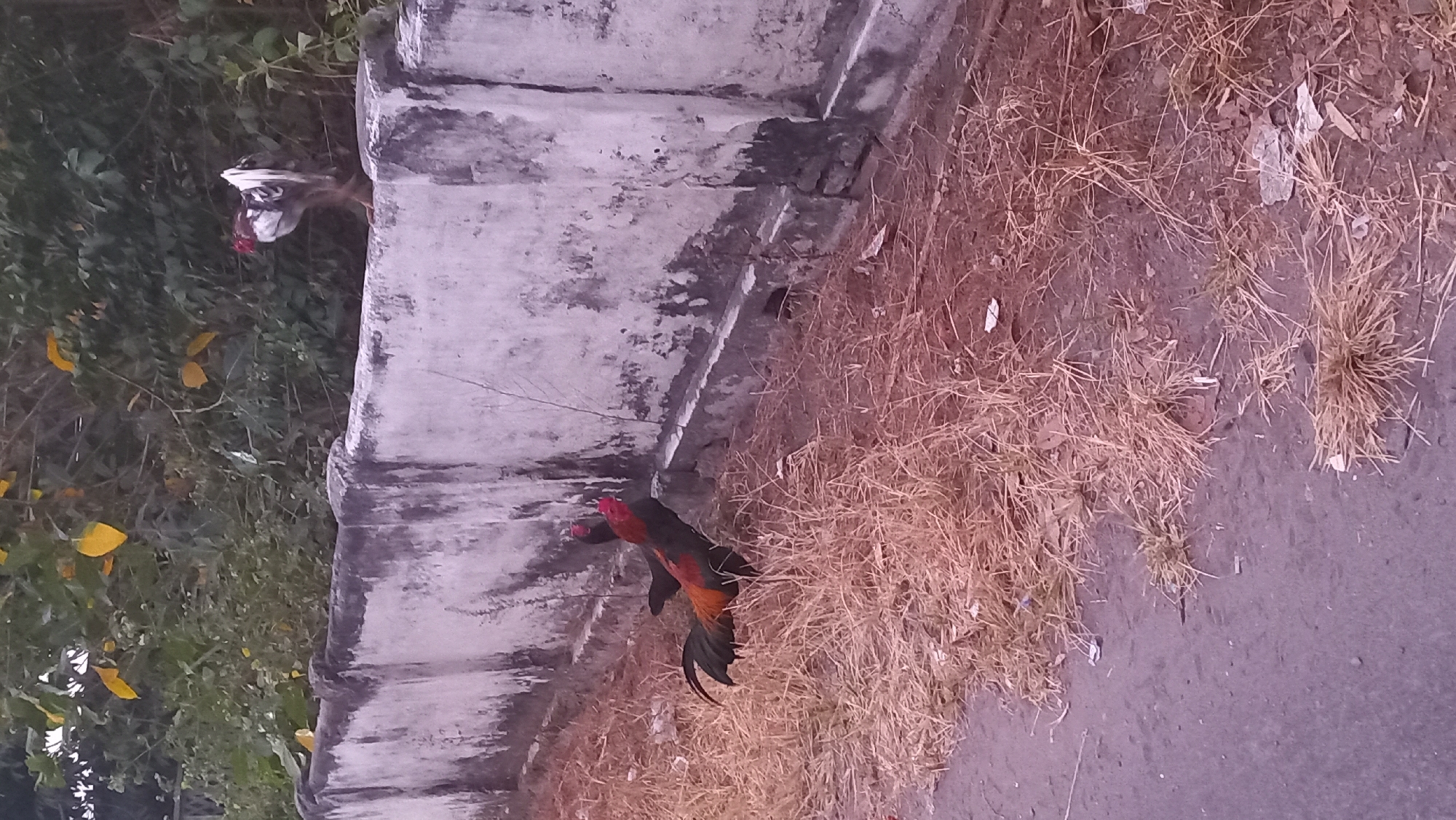 Two roosters are present in the image. One rooster is in the foreground, on the left side of the image, standing in dry grass next to a road. It is black with red and orange markings on its neck and tail feathers. The second rooster is on a concrete wall in the background, to the right, and is predominantly white with black markings and a red comb. The environment is a roadside area with a textured, weathered concrete wall bordering a patch of dry grass and vegetation. The location is identified as being in the city of Pare, Indonesia, based on the context provided.