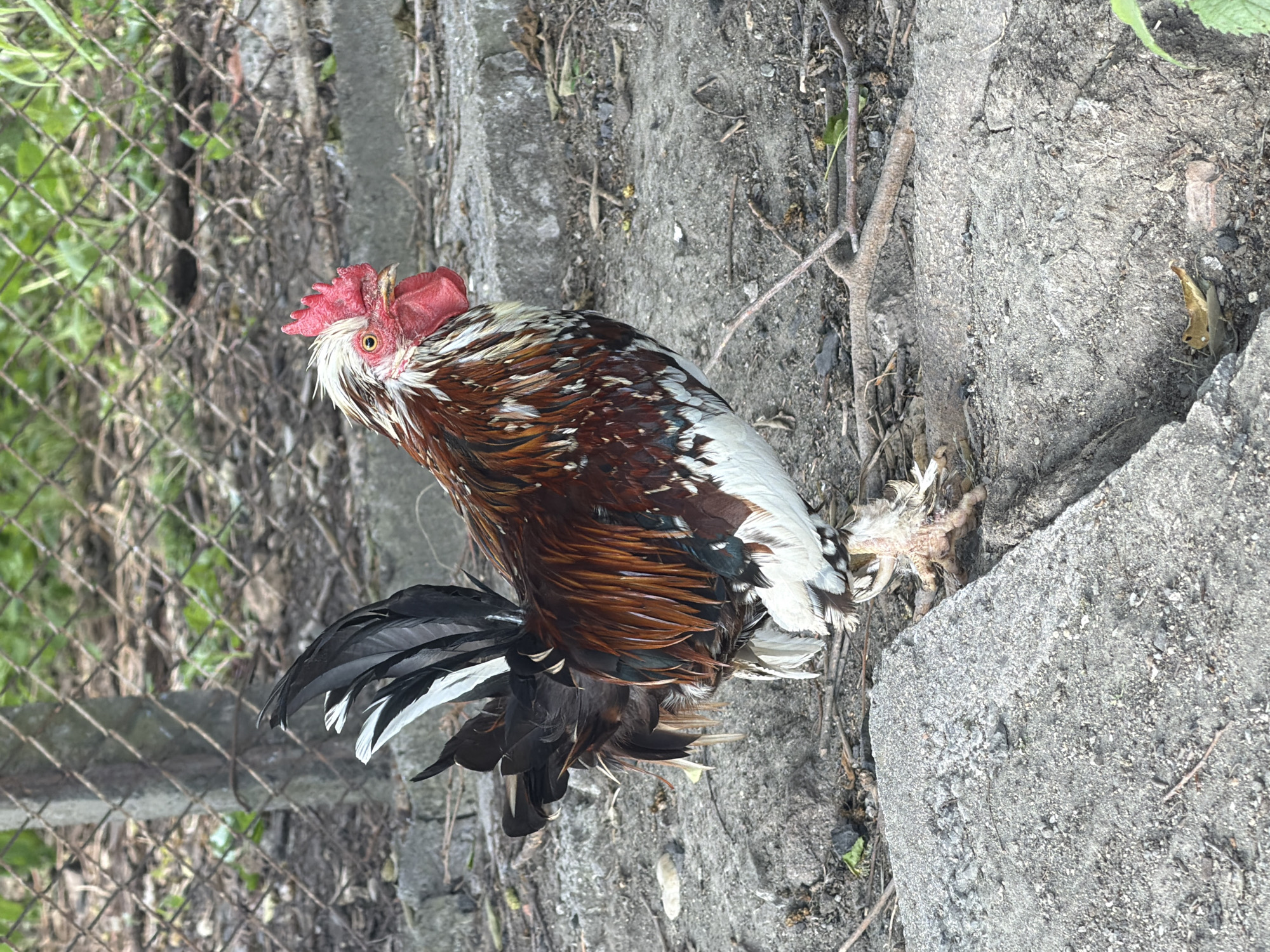 A rooster stands on uneven, gray concrete ground. The rooster has a red comb and wattle, and its feathers are a mix of white, brown, and black. It is facing to the right of the frame. The background shows a chain-link fence with green vegetation behind it. The environment appears to be outdoors. The image does not provide any information about the city of Rusokastro, Bulgaria.