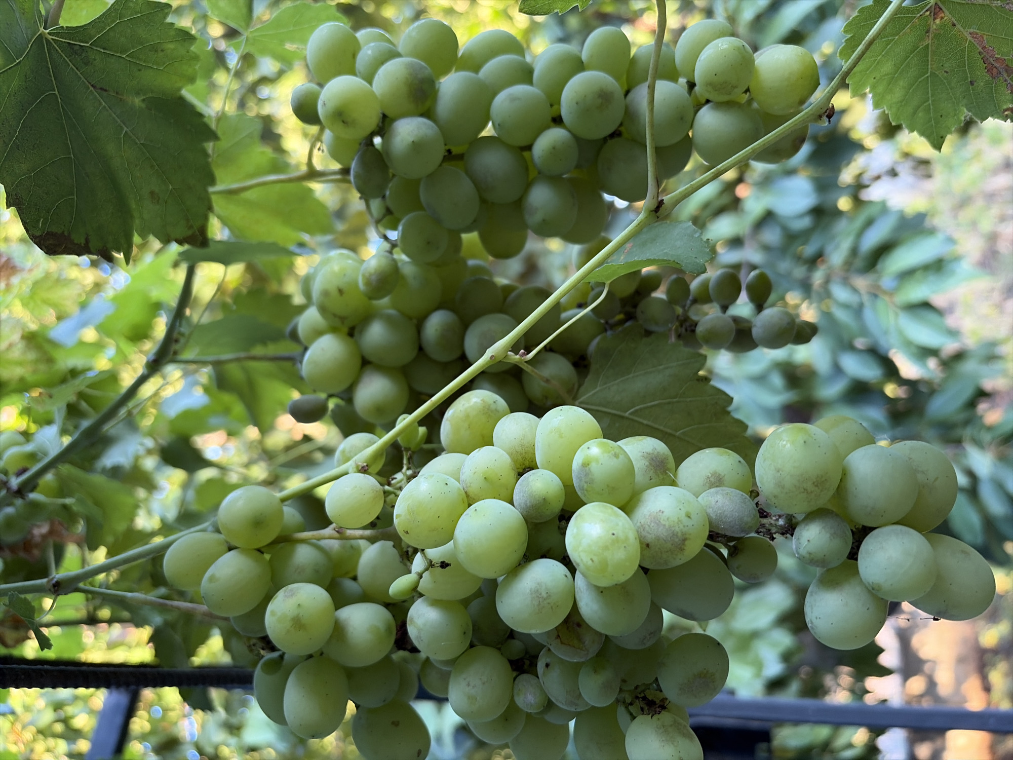 A cluster of light green grapes hangs from a vine, interspersed with green leaves, against a blurred background of foliage and sunlight. The grapes are round to oval in shape, with some exhibiting faint reddish-brown speckling. The vine is supported by a dark metal structure, possibly a trellis or fence. The scene appears to be an outdoor setting, likely a vineyard or garden, in the city of Oxentea, Moldova. The lighting suggests it is daytime, possibly late afternoon due to the warm hues in the background. There are no people or animals visible in the image.