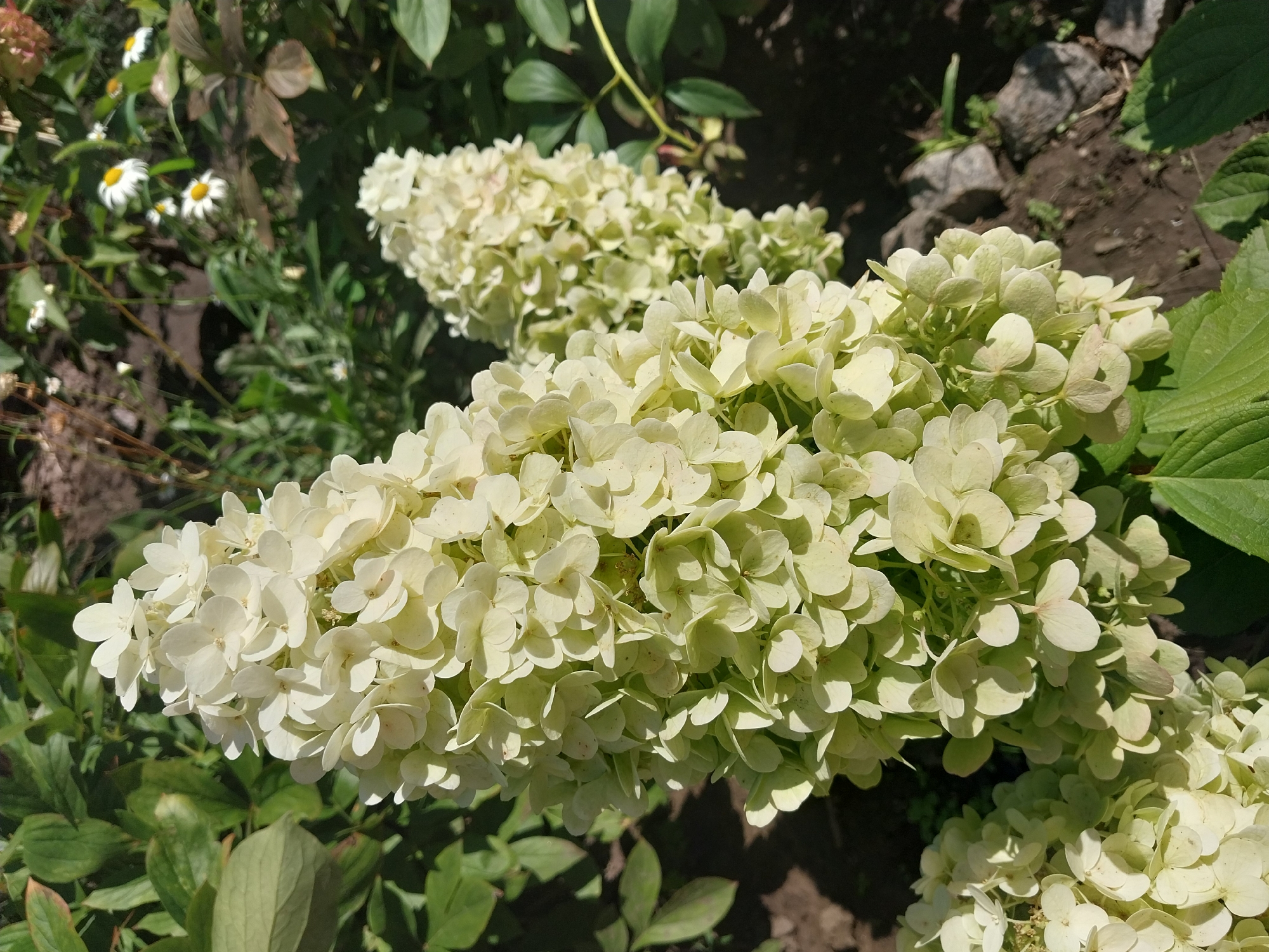 This is a close-up, eye-level, outdoor photograph of a cluster of creamy white hydrangeas in bloom. The flowers are densely packed in a conical shape, with many individual florets. The lighting suggests it is daytime, with sunlight casting shadows. In the background, out of focus, are green leaves and some small white flowers with yellow centers, possibly daisies. The ground appears to be soil and small rocks. The scene is located in the city of Dnipro, Ukraine. There are no people or animals visible in the image.