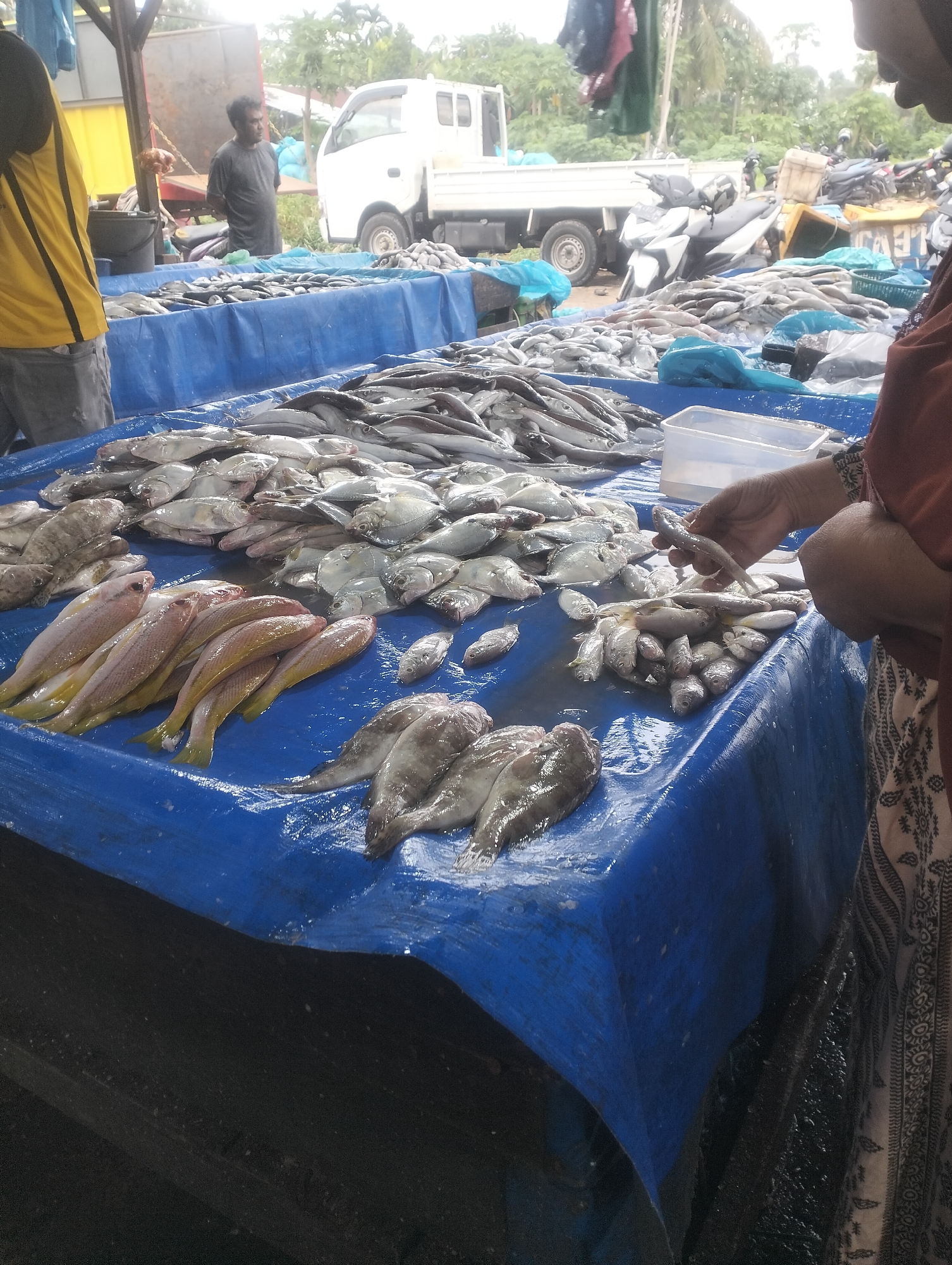 This is a full, slightly high-angle outdoor shot of a fish market in Dumai City, Indonesia. The scene is dominated by a table covered in a bright blue tarp, on which a large quantity of fresh fish is displayed. The fish are varied in size and species, with some laid out in neat rows and others piled up. The fish are mostly silver and white, with some yellow-toned fish visible towards the front left. Many of the fish appear to be whole and fresh, with some showing signs of being wet.
In the foreground, a person's hands, wearing a patterned fabric garment, are reaching over the table, holding a small fish and a clear plastic container. The person's face is not visible in the frame.
In the middle ground, behind the fish display, a man in a dark t-shirt stands with his hands behind his back, looking towards the left. To the left of the man, another person is partially visible wearing a yellow and black shirt, their back to the camera.
Further in the background, a white truck with its bed open is parked. Beyond the truck, there are trees and vegetation, suggesting an outdoor market setting. Several motorcycles are parked in the area behind the truck, and various tarps and crates are scattered around, indicating a bustling marketplace. The overall impression is one of a lively, local fish market.