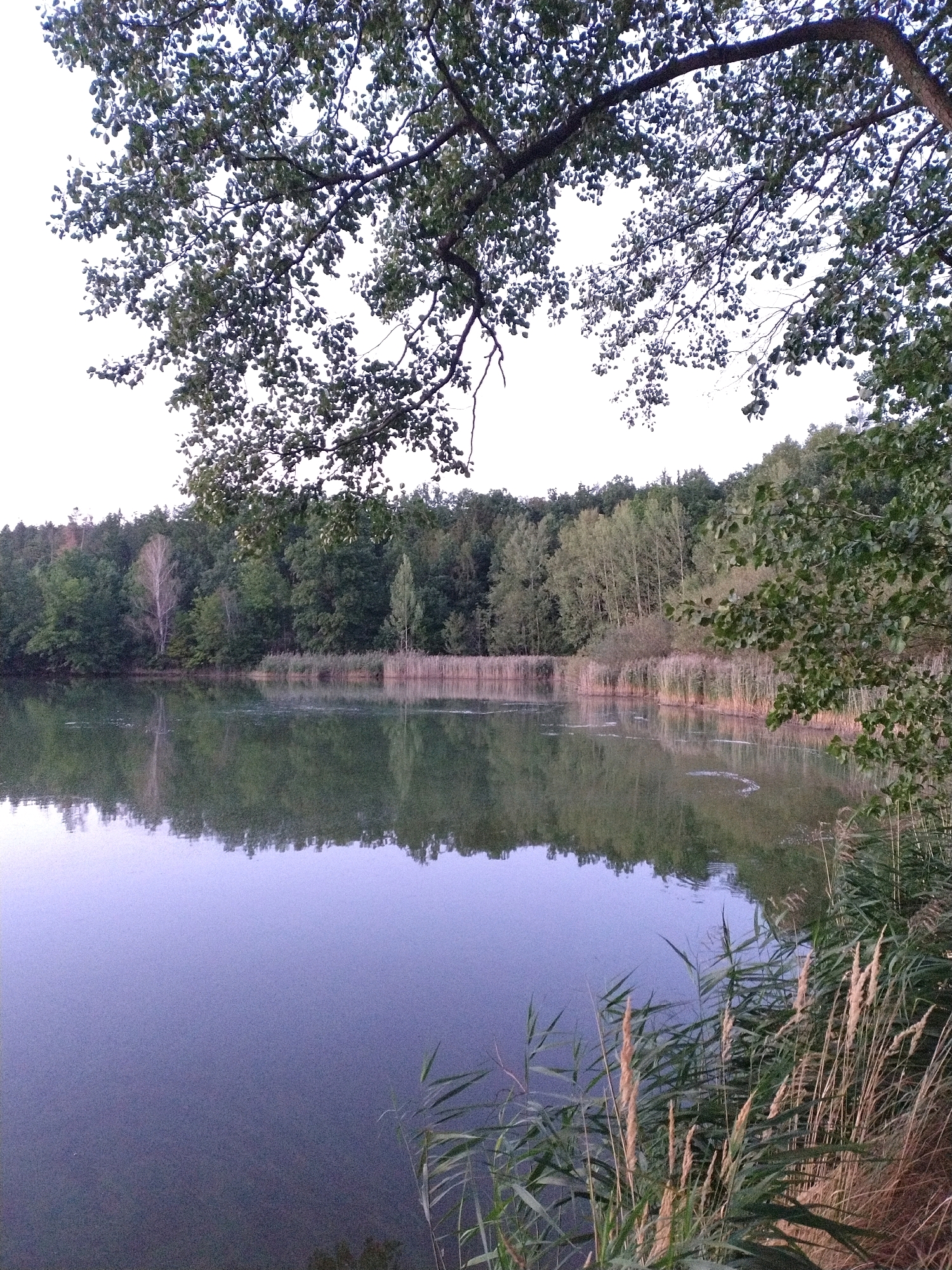 The image depicts a tranquil natural scene beside a body of water, likely a lake or pond, located in the vicinity of Dobev, Czechia. Overhead, tree branches with green leaves partially obscure the pale sky. The foreground is dominated by the calm water, which reflects the dense, verdant forest that lines the opposite shore. This forest is a mix of deciduous trees, with some lighter-colored trees interspersed amongst the darker green foliage. Along the water's edge, a band of tall, dry reeds and grasses grows, adding texture to the landscape. The water's surface shows subtle ripples, suggesting a gentle breeze. The overall impression is one of peaceful, natural beauty in a rural or semi-rural setting.