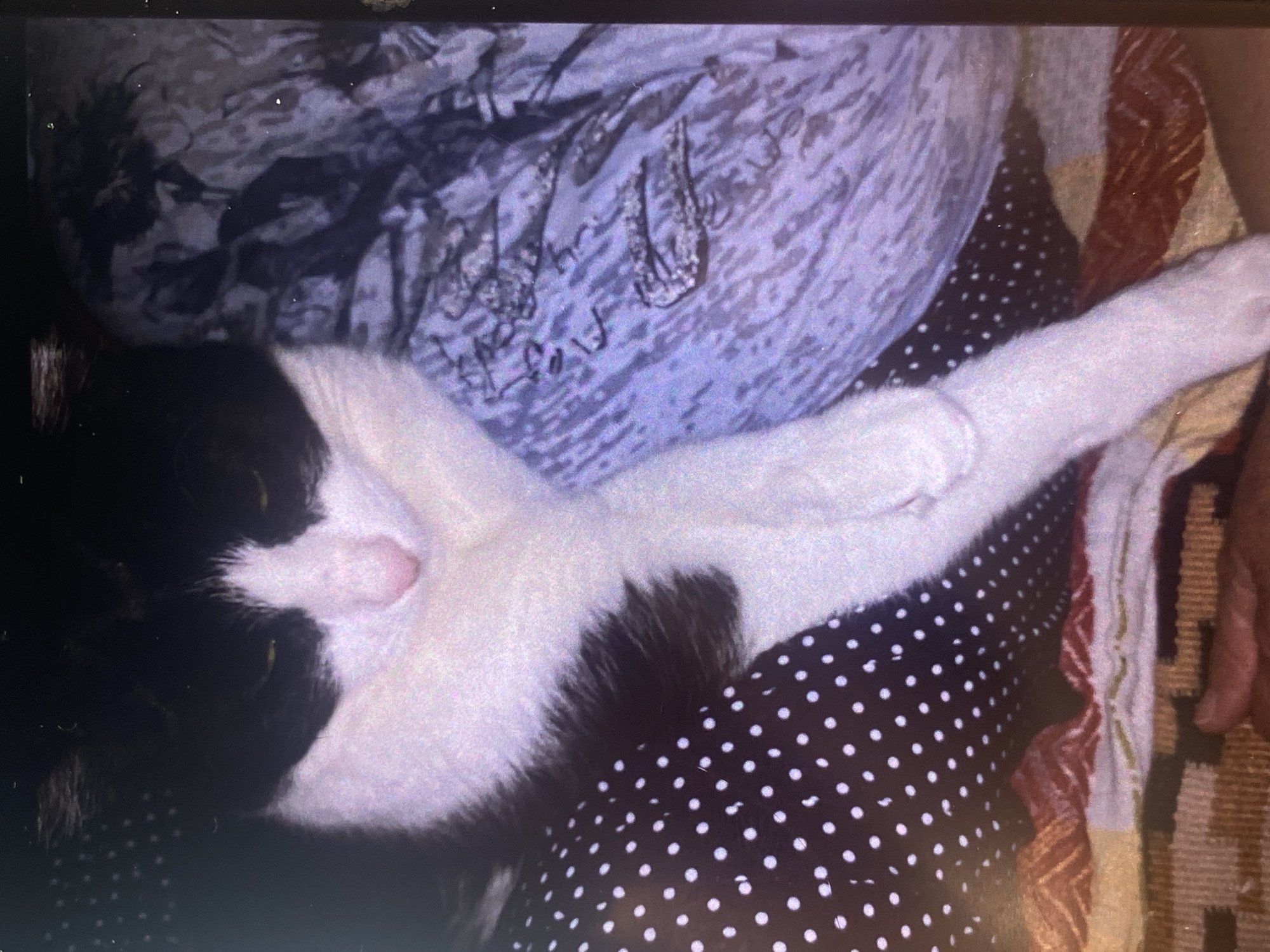 A black and white cat is lying on a patterned surface. The cat is mostly white with black markings on its head and back. Its eyes are open and looking forward. The surface the cat is lying on has a black and white polka dot pattern. In the background, there is a purple fabric with a textured pattern. The lighting is dim, casting shadows on the cat and the surroundings. The image appears to be taken indoors, possibly in a residential setting.