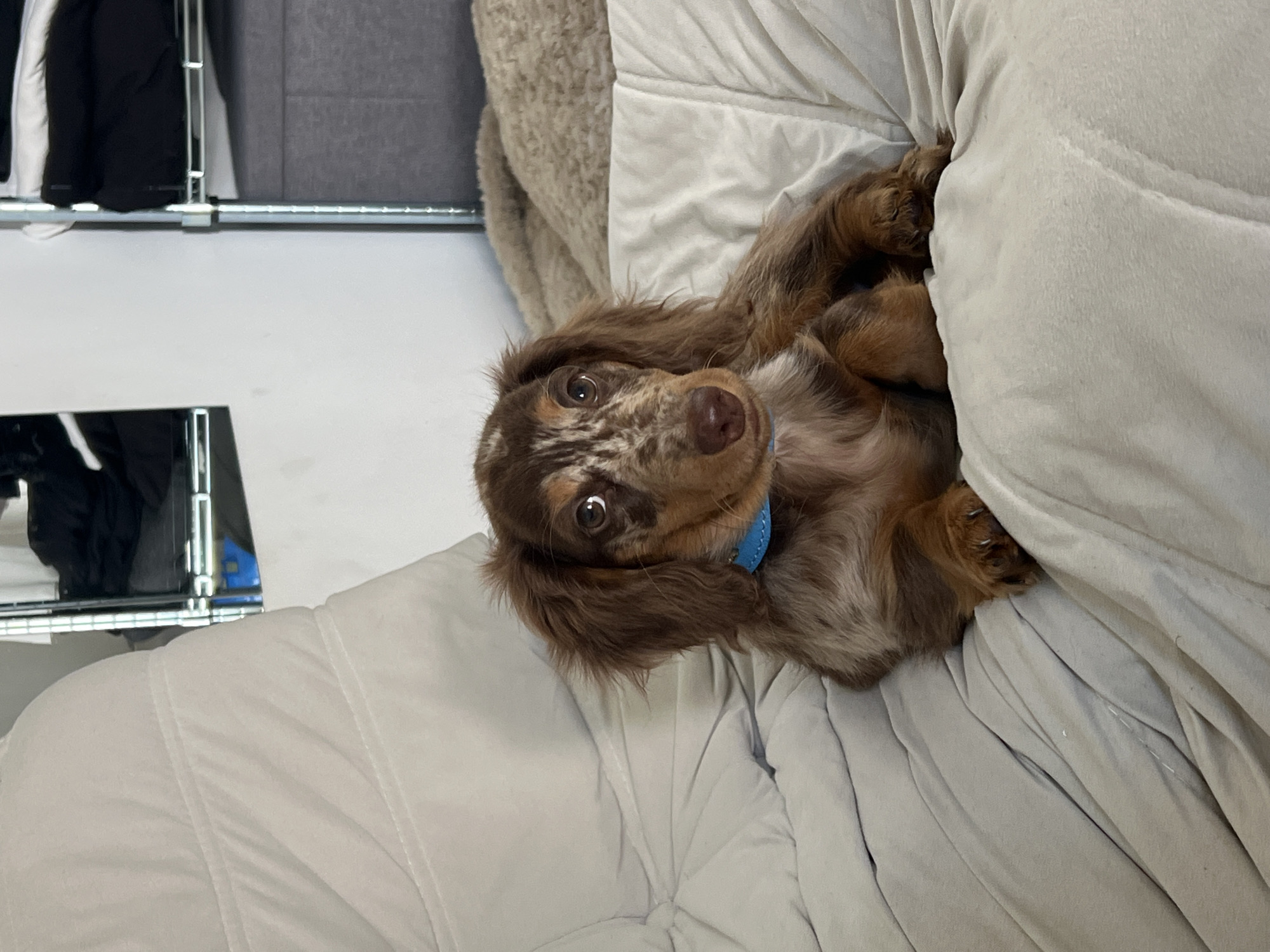 A long-haired dapple dachshund puppy lies on a tufted gray duvet. The puppy has brown and white patterned fur, floppy ears, and a blue collar. The background shows a metal shelving unit with clothes and a gray upholstered piece of furniture. The scene is indoors, likely in a bedroom or living room. There is no discernible information in the image to indicate a location in Tel-Aviv, Israel.