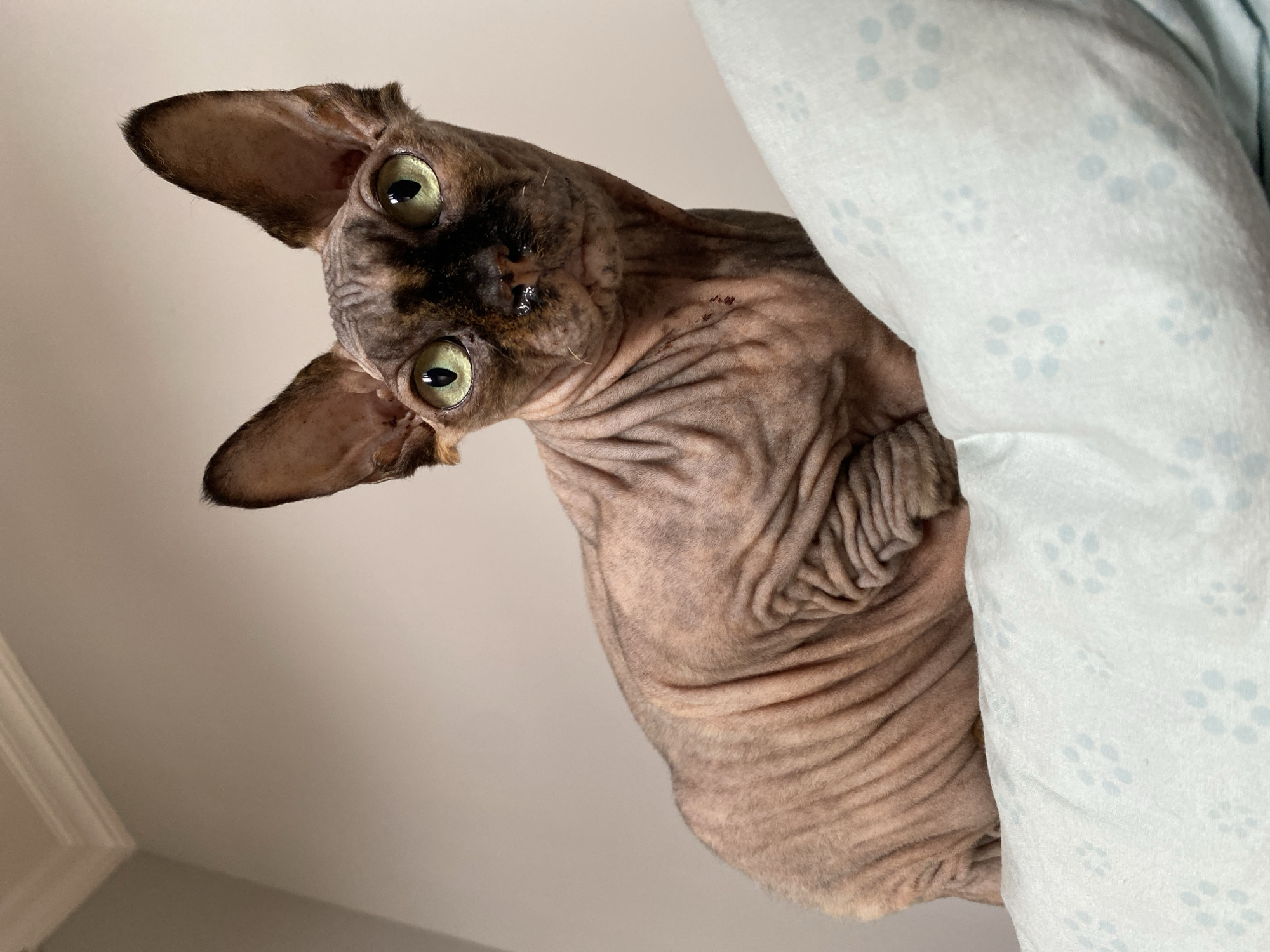 A sphinx cat with green eyes and a brindle coat is perched on a light blue, patterned pillow in a domestic setting. The background consists of a plain, light-colored wall with crown molding at the top. The cat is facing forward and slightly to the right, with its body angled towards the viewer's left. Its skin is wrinkled, characteristic of the breed. The lighting is soft, creating subtle shadows and highlights on the cat's skin and the pillow. There is no indication of the city of Batumi, Georgia, in the image.