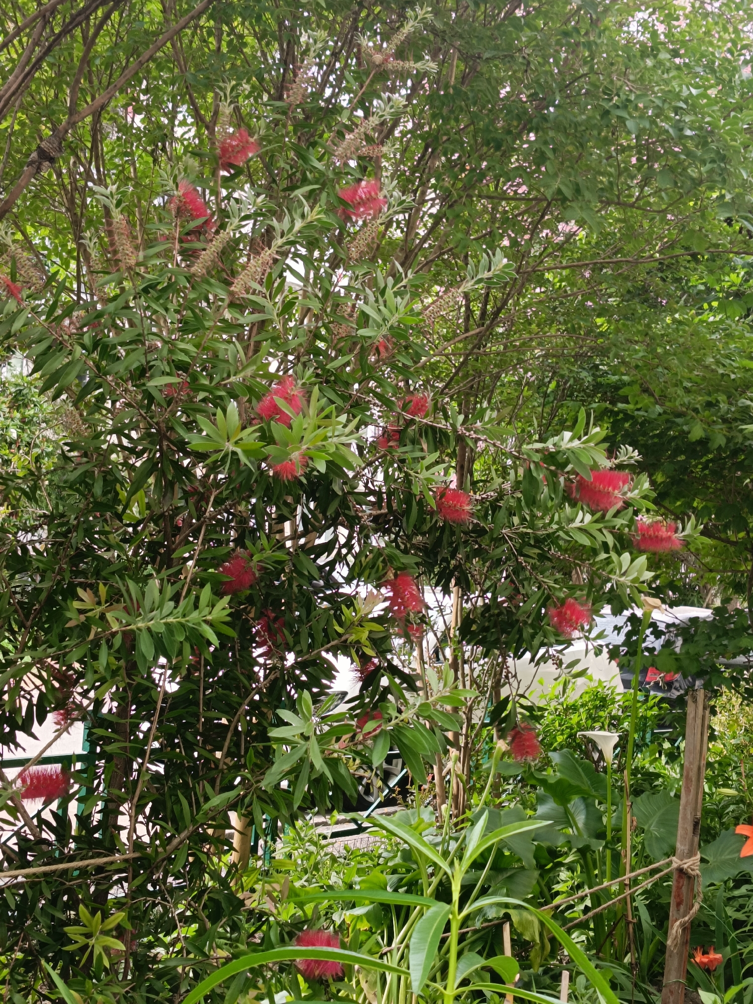 In an outdoor garden setting, a Callistemon plant with bright red bottlebrush-shaped flowers is in full bloom. The plant is dense with green foliage and many of its unique flowers are visible, some in bloom and others in bud or past bloom. Interspersed with the Callistemon are other green plants, including broad-leafed varieties. In the background, hints of man-made structures suggest an urban or suburban environment. The lighting is overcast, creating a soft and even illumination. There are no people or animals visible in the scene. The scene is characteristic of a garden in Sochi, Russia, a city known for its subtropical climate that supports a wide variety of flowering plants.