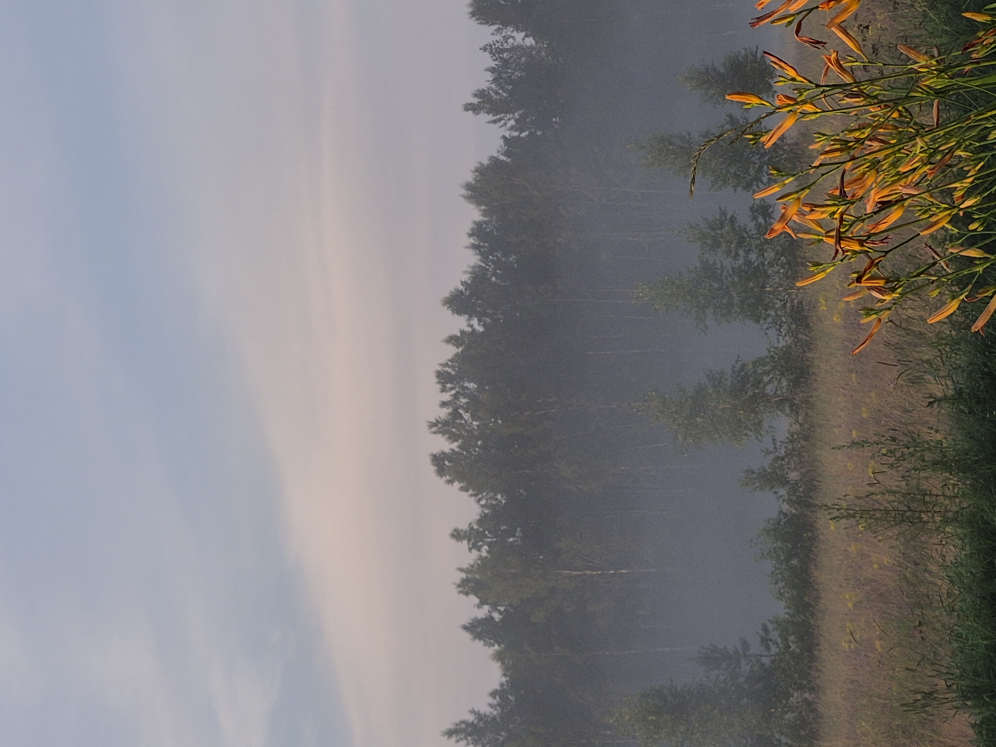The image depicts a foggy meadow with a forest line in the background and orange lilies in the foreground. The sky above is a pale blue with wispy clouds. The meadow is filled with tall grasses and some scattered yellow flowers. The trees in the forest are mostly deciduous and appear somewhat blurred due to the fog. The scene is tranquil and natural, suggesting a rural or undeveloped area. There are no people or animals visible in the image. The specific location in Sooblase, Estonia is not identifiable from the image alone.