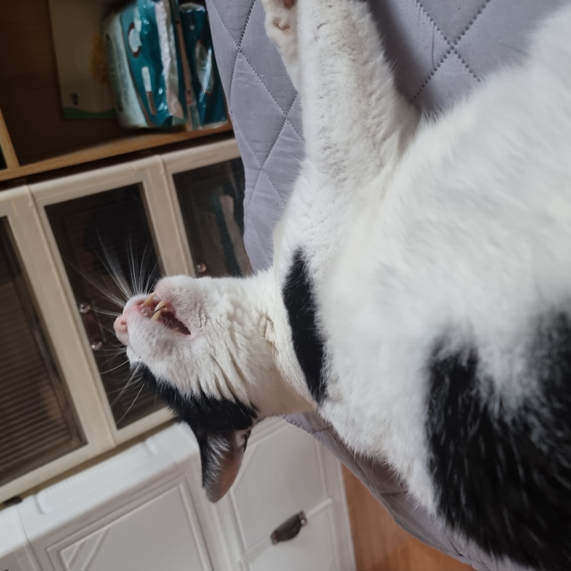 A black and white cat is lying on its back on a gray quilted surface. The cat's mouth is open, revealing its teeth and tongue. The cat is looking upwards and to the left. In the background, there is a white chest of drawers and a wooden shelf with some packaged items. A small bird-like object is perched on the white chest of drawers. The image appears to have been taken indoors.
