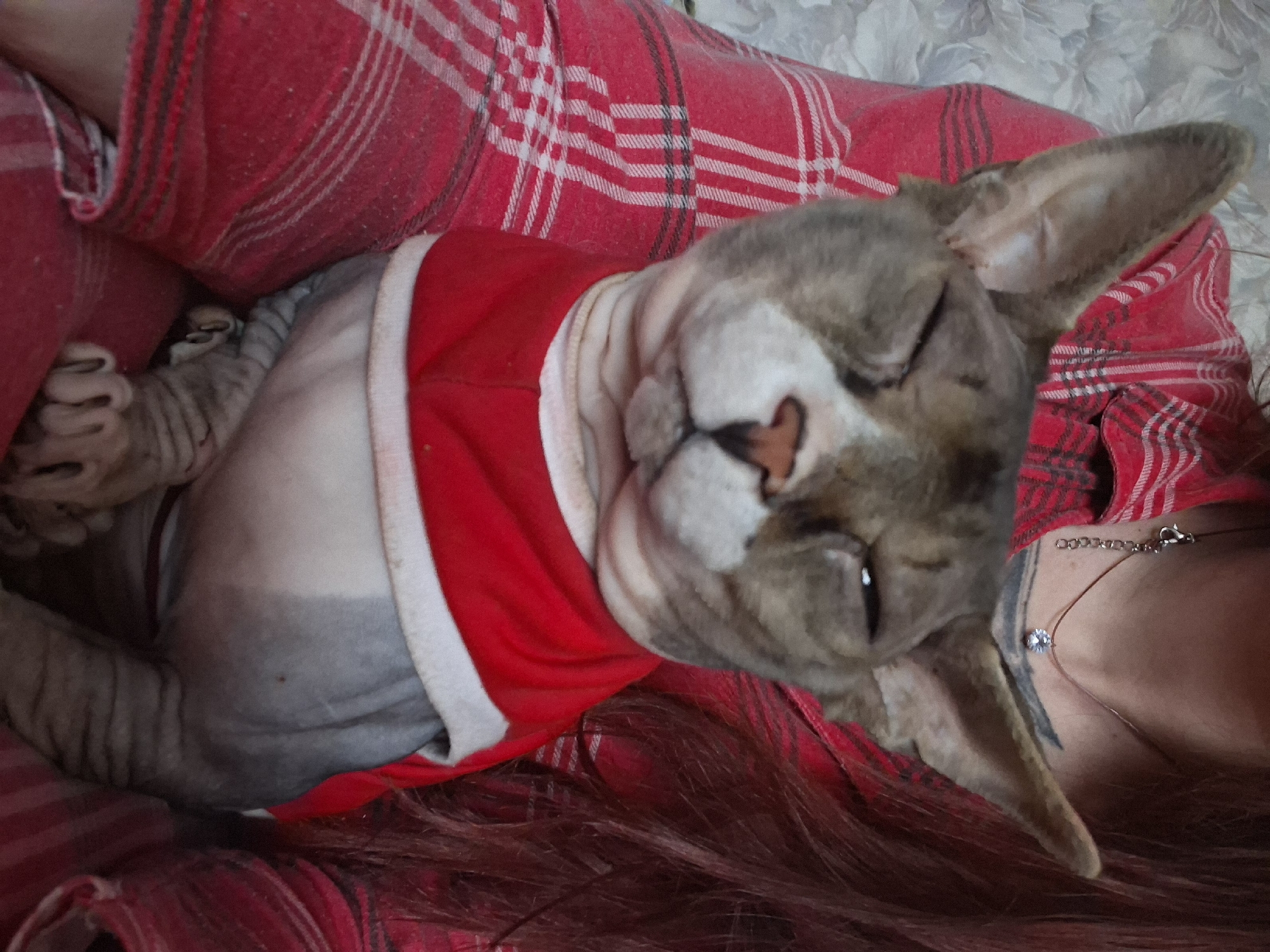 A close-up, head-on shot shows a hairless cat wearing a red and white garment. The cat is seated on a person wearing a red and white plaid shirt. The cat's eyes are closed, and its expression appears relaxed or sleepy. Its ears are large and pointed. The person's long, dark hair is visible on the right side of the frame, and a silver necklace with a clear pendant is around their neck. The background is a soft, textured gray fabric. No specific location in Забалоцкі сельскі Савет, Belarus is depicted.