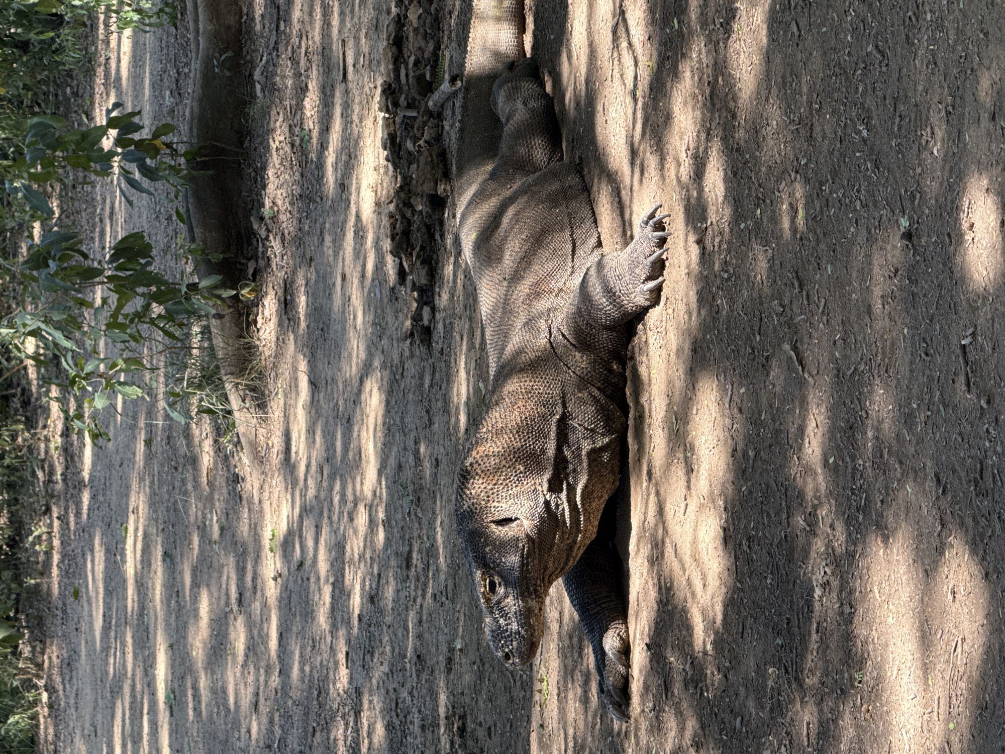 The image shows a Komodo dragon lying in a dry, shaded area. The ground appears to be dirt or sand, with scattered leaves and twigs. Light filters through the trees, creating dappled shadows. The Komodo dragon is lying on its stomach, with its head pointing downwards. The location is Unknown, Indonesia.