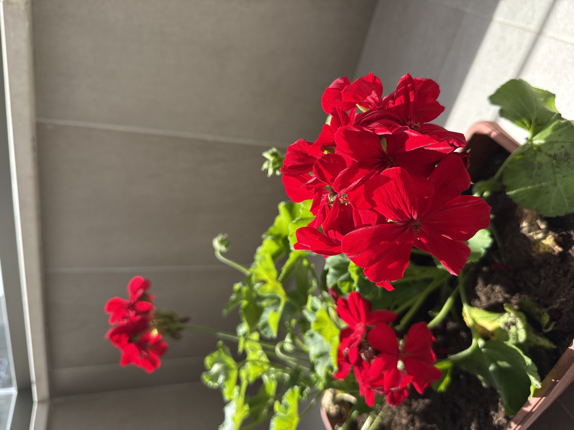 A low-angle, medium shot shows a potted plant with bright red geraniums against a backdrop of beige tiled walls, possibly on a balcony. The plant is situated in the lower right of the frame, with a dense cluster of vibrant red flowers dominating the composition. Green leaves are visible amongst the blossoms, with some showing signs of yellowing. The soil in the pot is dark. In the background to the left, another smaller cluster of red flowers is blurred and out of focus, suggesting its distance. The wall behind the plant is beige tile, featuring horizontal grout lines. Light falls on the top right of the tiled wall. The location is Unknown, Unknown.