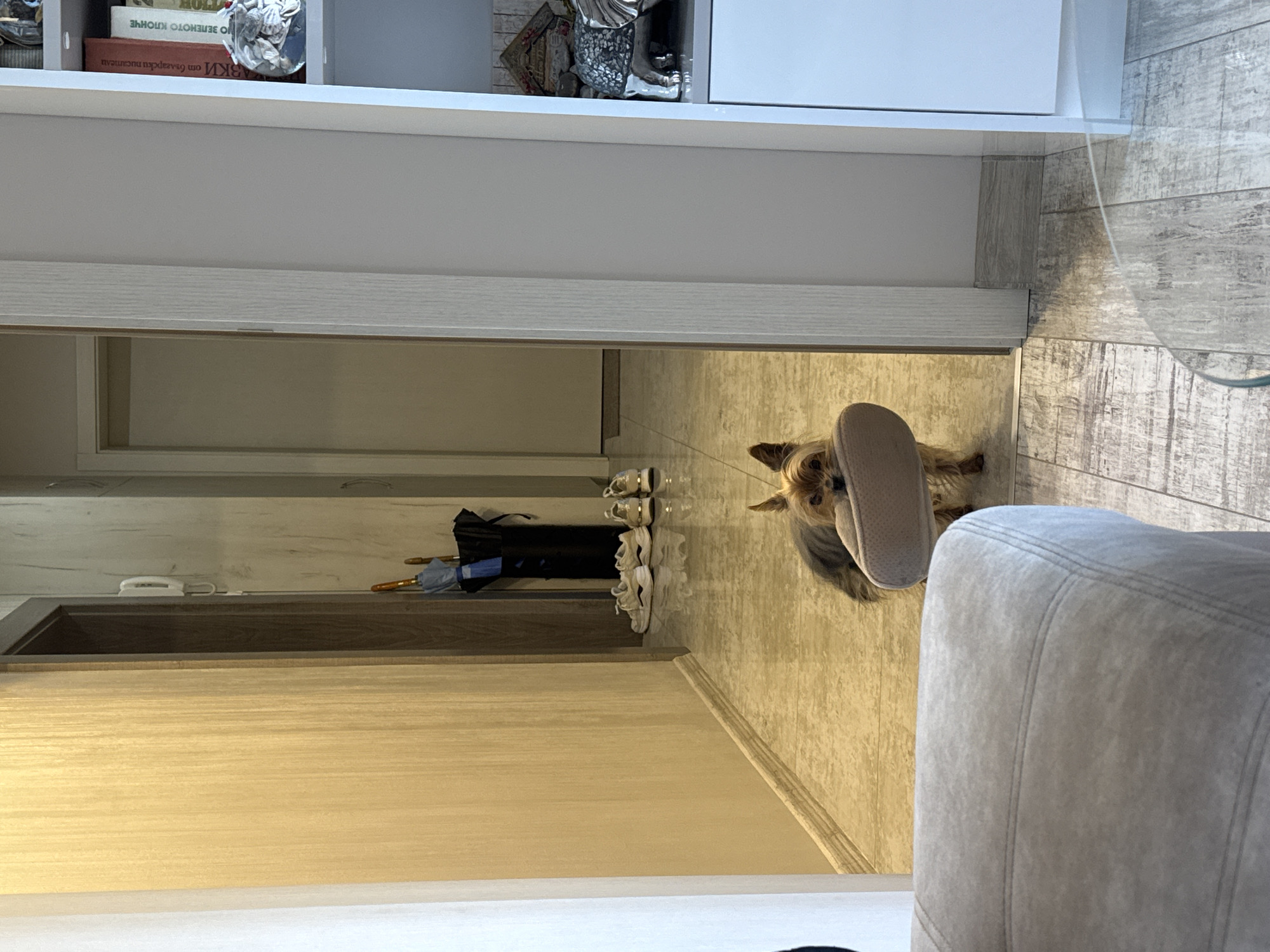 A tan Yorkshire terrier is holding a tan slipper in its mouth in the doorway of a room with white shelving on one side and a pale gray sofa on the other side. A hallway leads to another room, where shoes, a black bag, and umbrellas can be seen. The scene appears to be indoors, perhaps an apartment in Burgas, Bulgaria.
